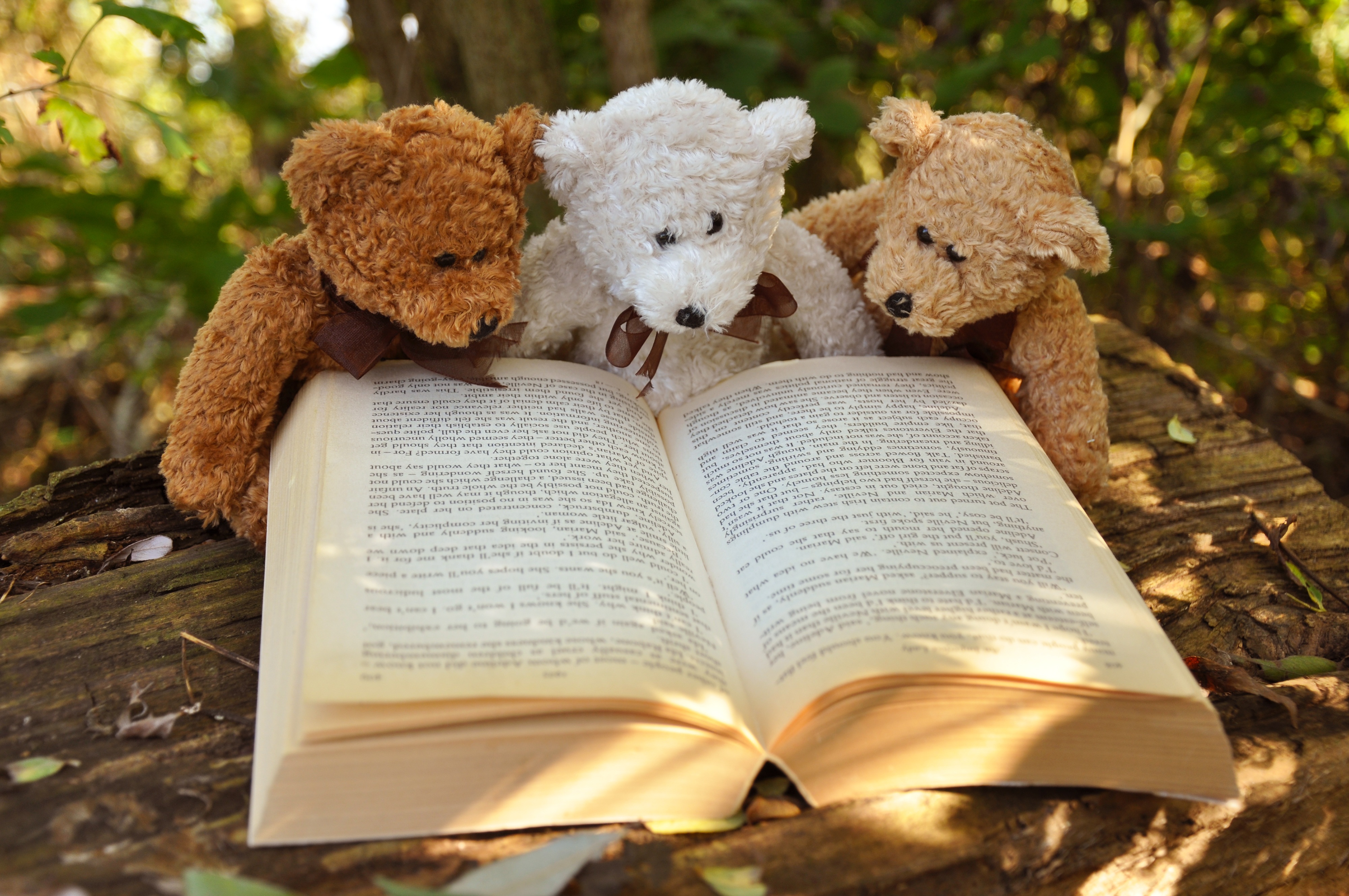 Laden Sie das Teddybär, Buch, Fotografie, Stillleben, Kuscheltier-Bild kostenlos auf Ihren PC-Desktop herunter