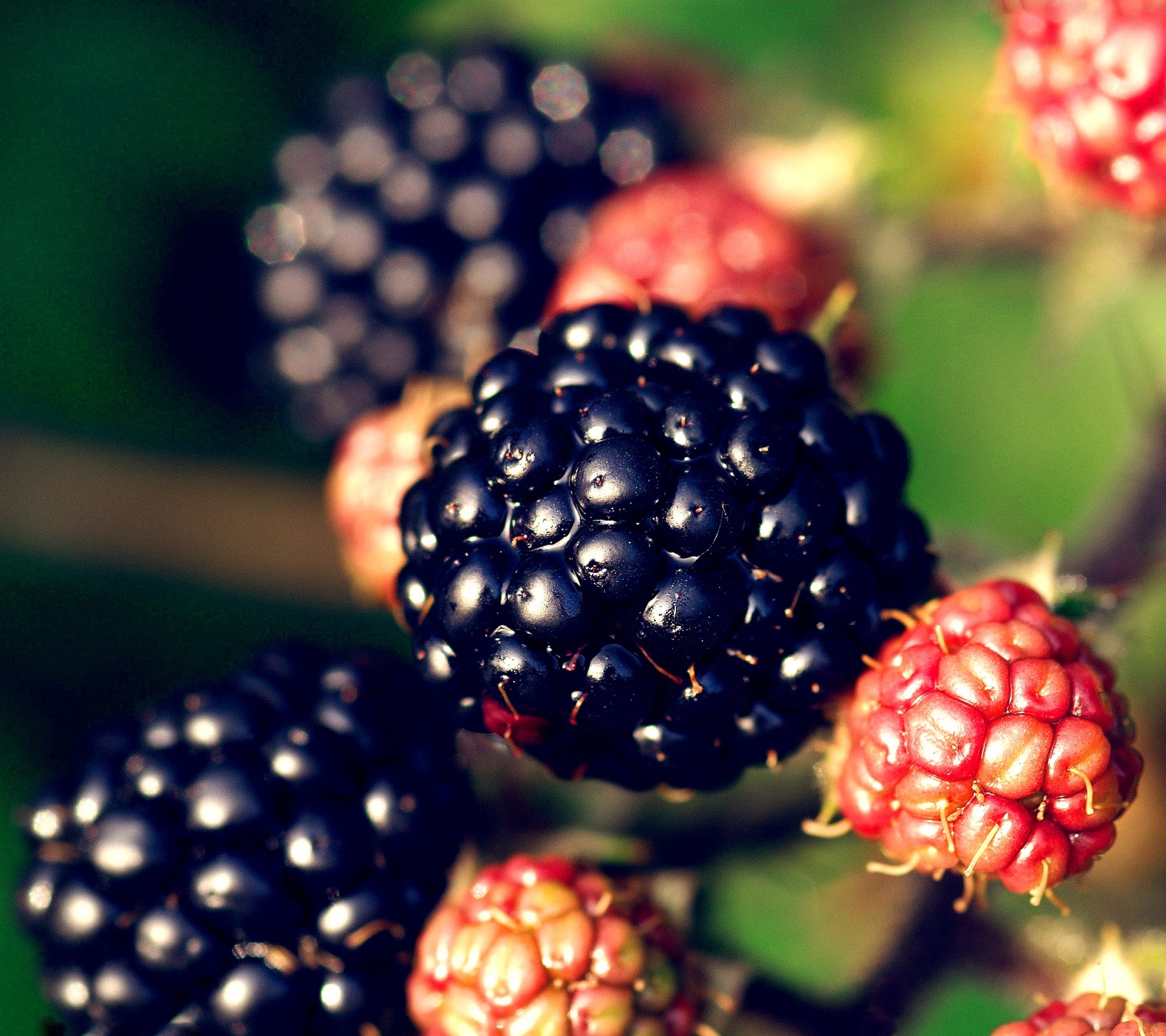 Download mobile wallpaper Food, Blackberry for free.