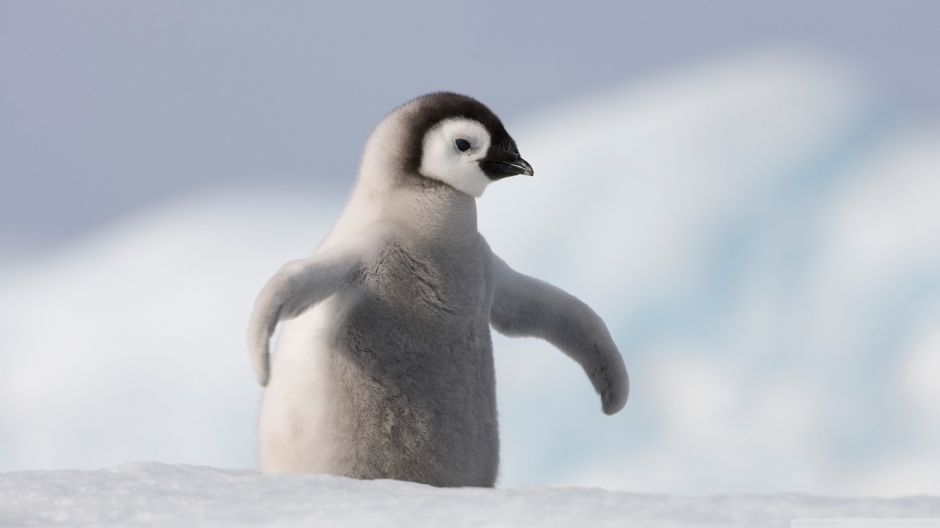 Baixar papel de parede para celular de Animais, Pinguim gratuito.