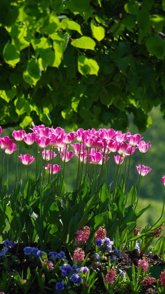 Descarga gratuita de fondo de pantalla para móvil de Flores, Flor, Tierra/naturaleza.