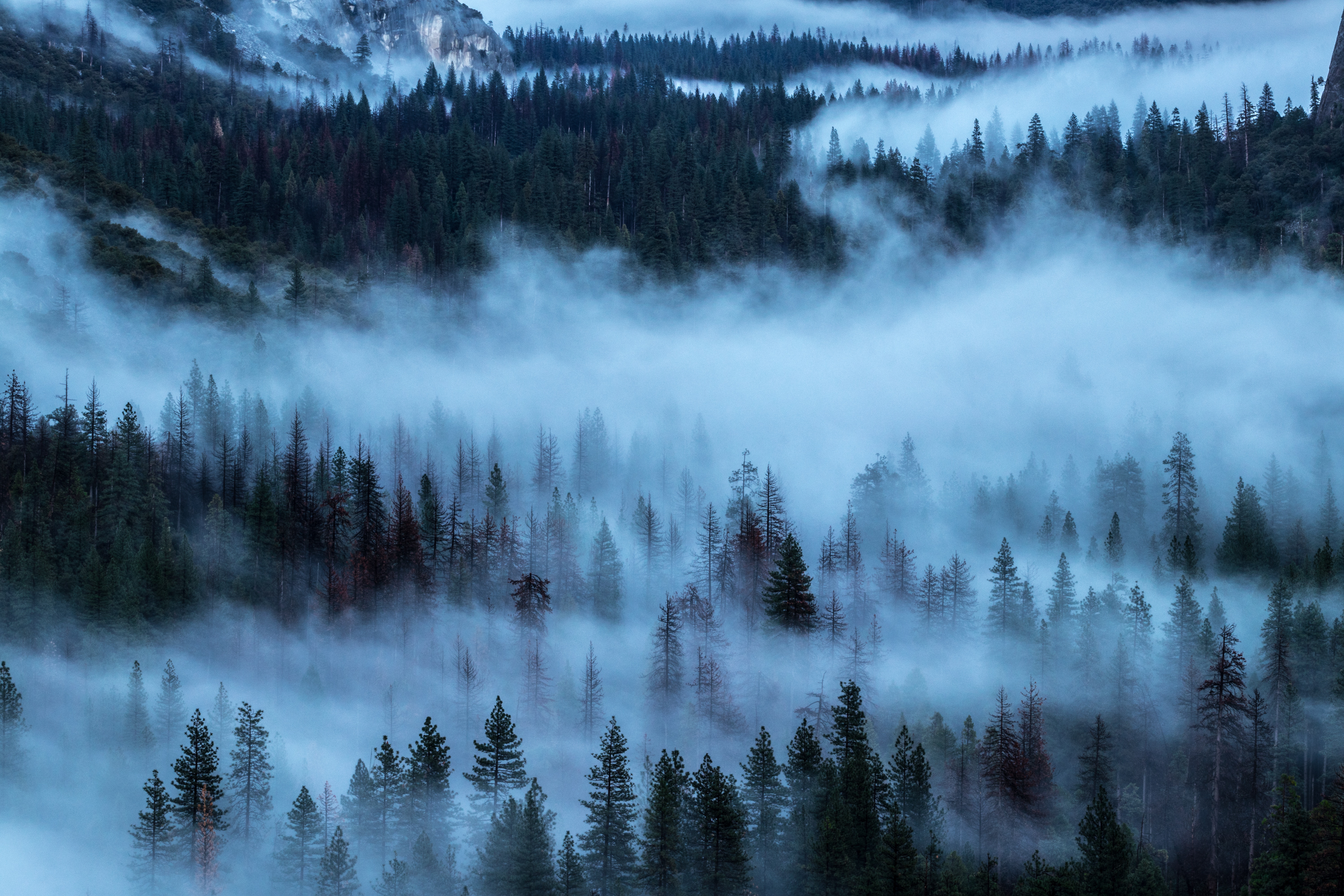 Free download wallpaper Nature, Trees, Fog, Shroud on your PC desktop