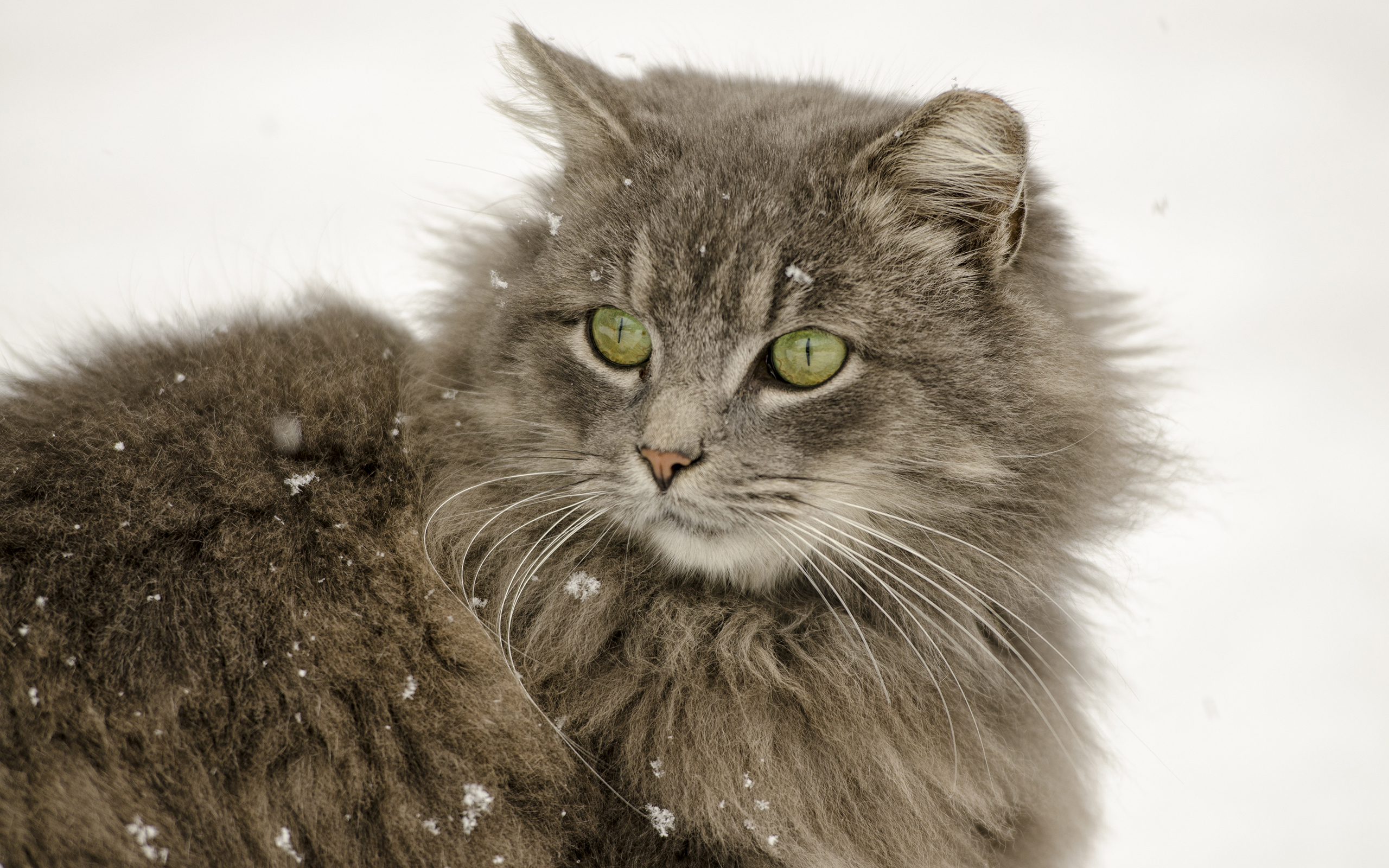 Download mobile wallpaper Winter, Cats, Snow, Cat, Animal, Snowfall for free.