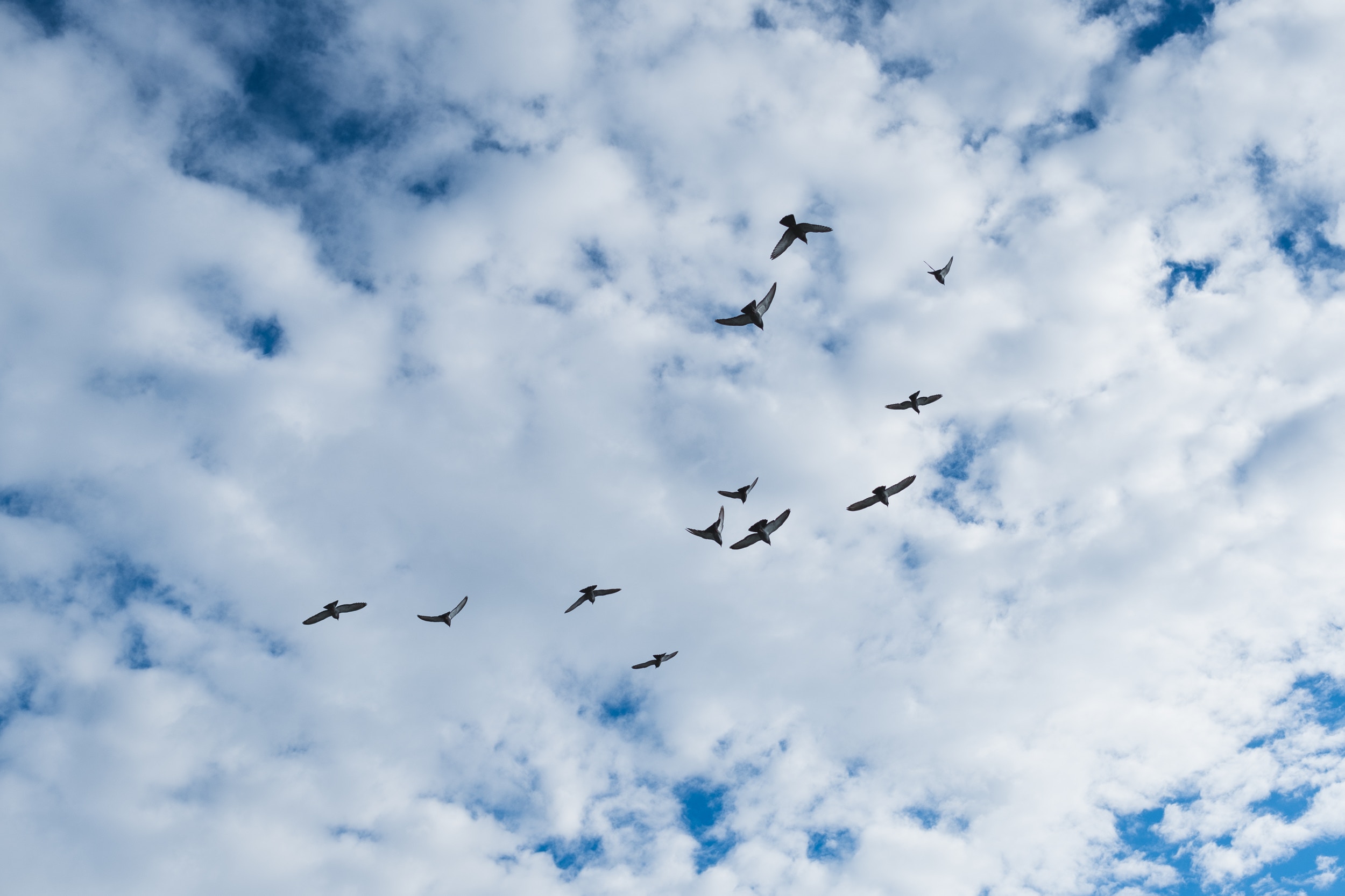 Download mobile wallpaper Clouds, Sky, Nature, Birds for free.