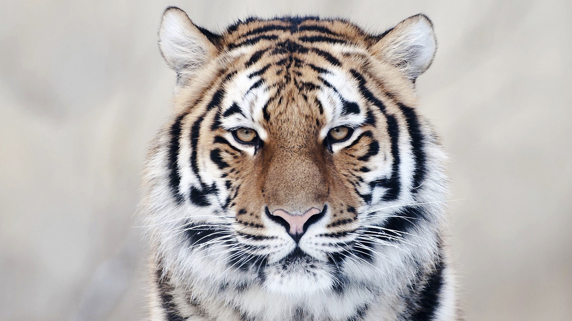 Téléchargez gratuitement l'image Animaux, Chats, Tigre sur le bureau de votre PC