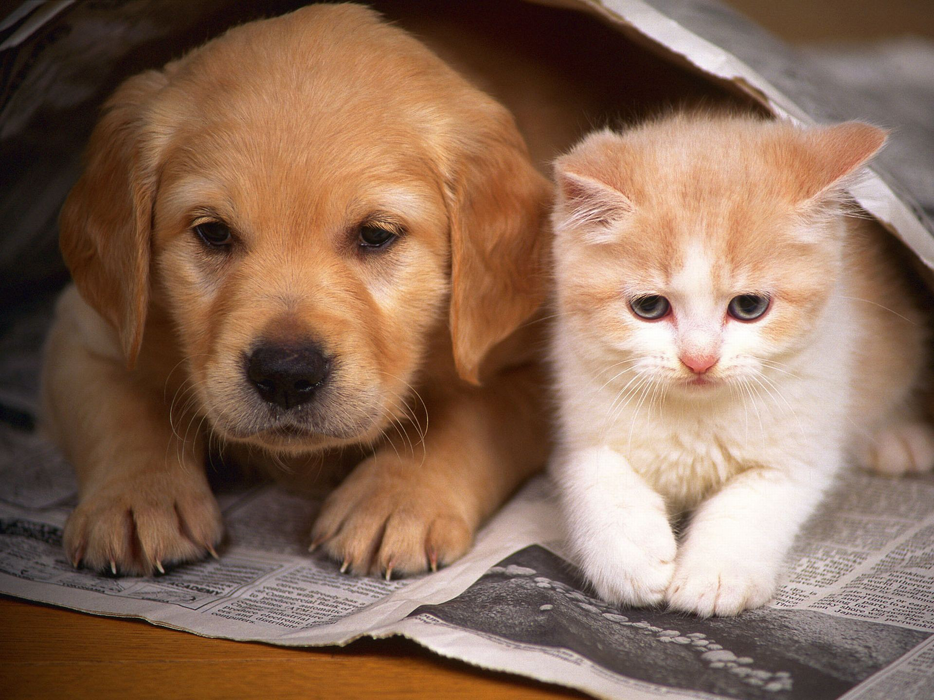 Baixar papel de parede para celular de Animais, Fofo gratuito.