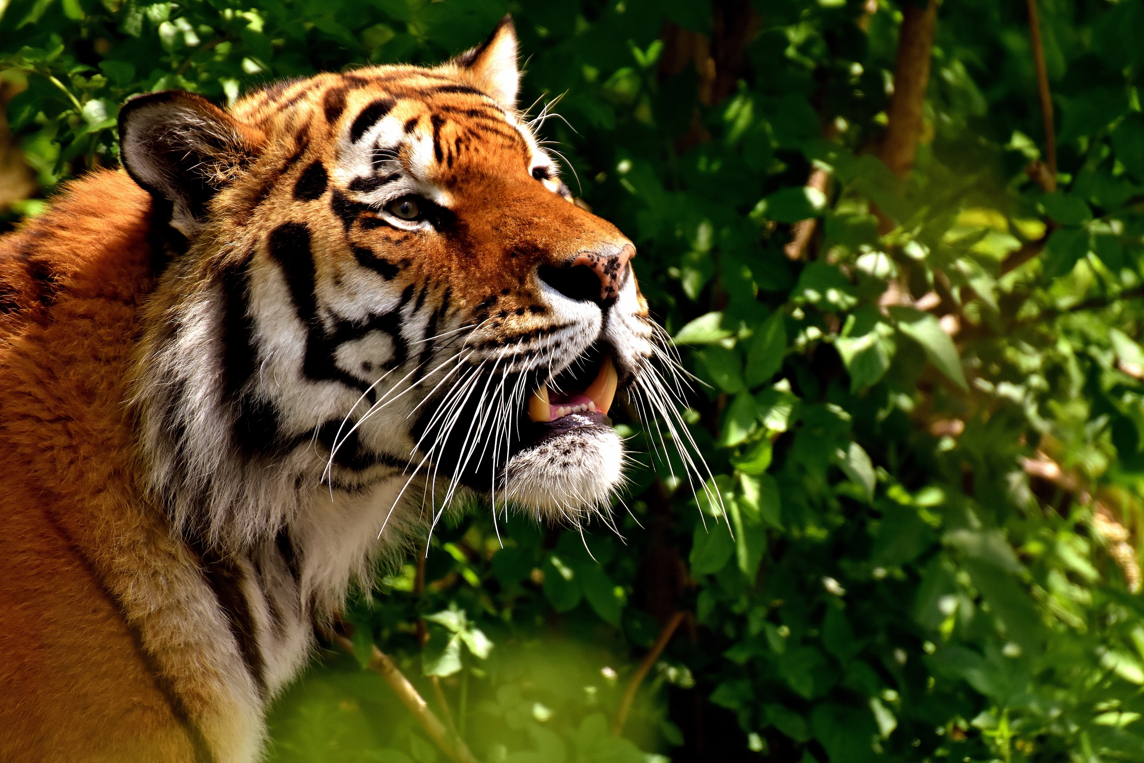 136841 Bild herunterladen tiere, raubtier, predator, große katze, big cat, tiger - Hintergrundbilder und Bildschirmschoner kostenlos
