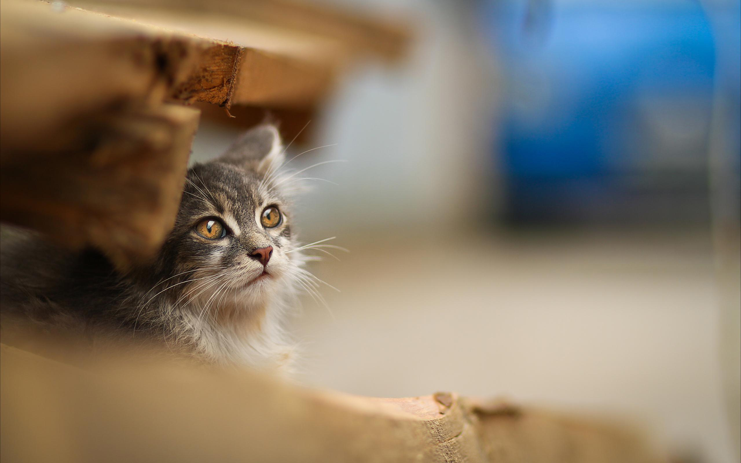 Baixe gratuitamente a imagem Animais, Gato na área de trabalho do seu PC