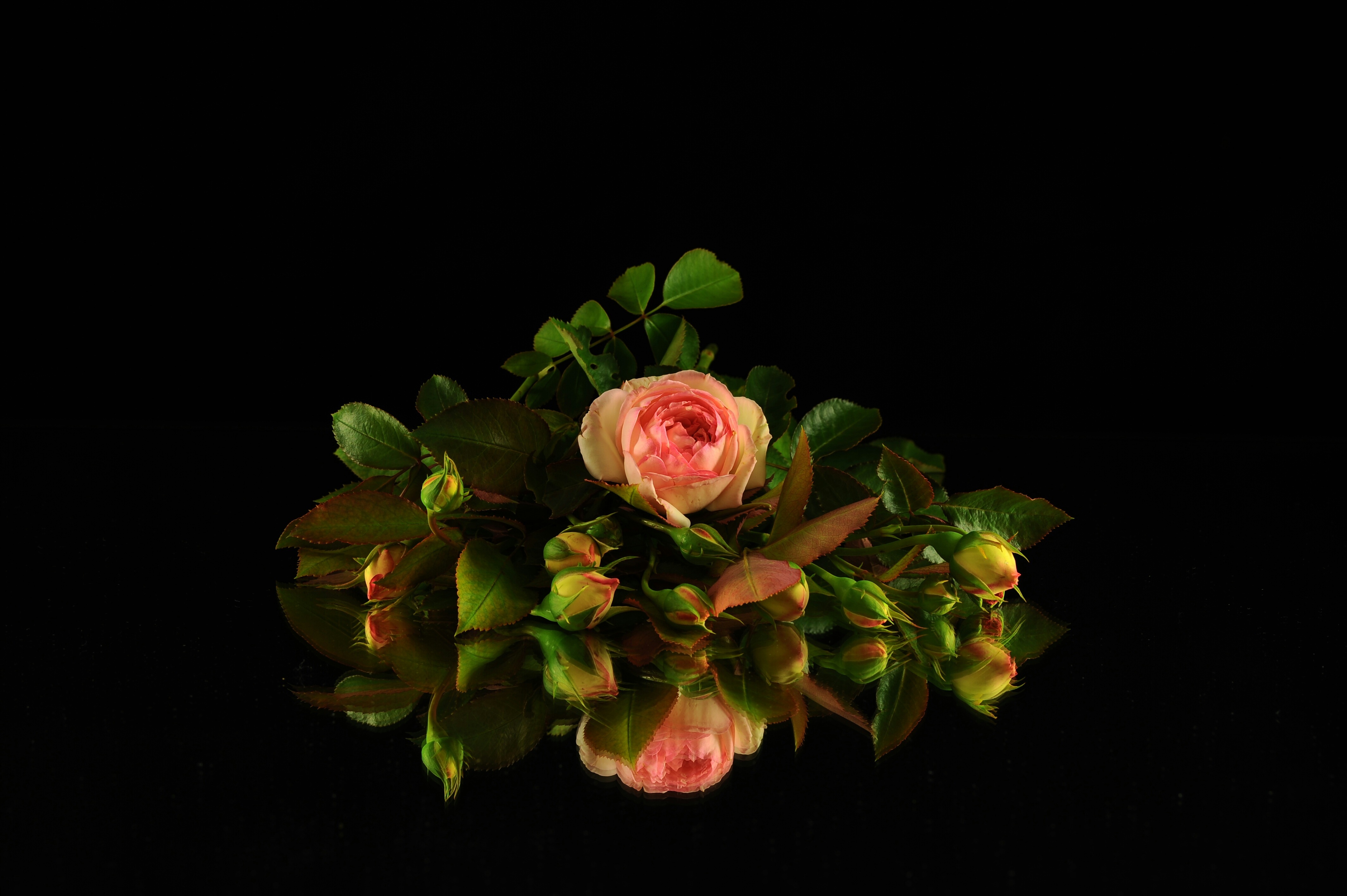 Популярные заставки и фоны Персиковый Цветок на компьютер