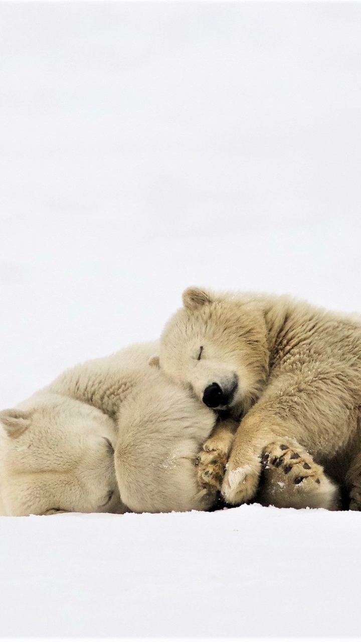Download mobile wallpaper Bears, Animal, Sleeping, Cute, Polar Bear, Cuddle for free.