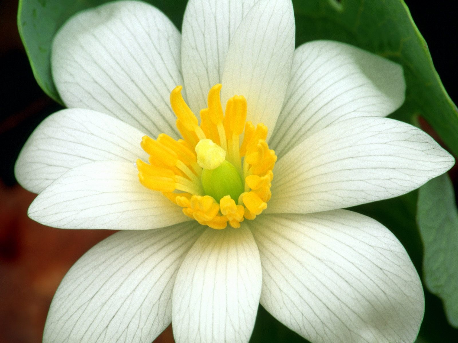 Download mobile wallpaper Flowers, Flower, Close Up, Earth, White Flower, Bloodroot for free.