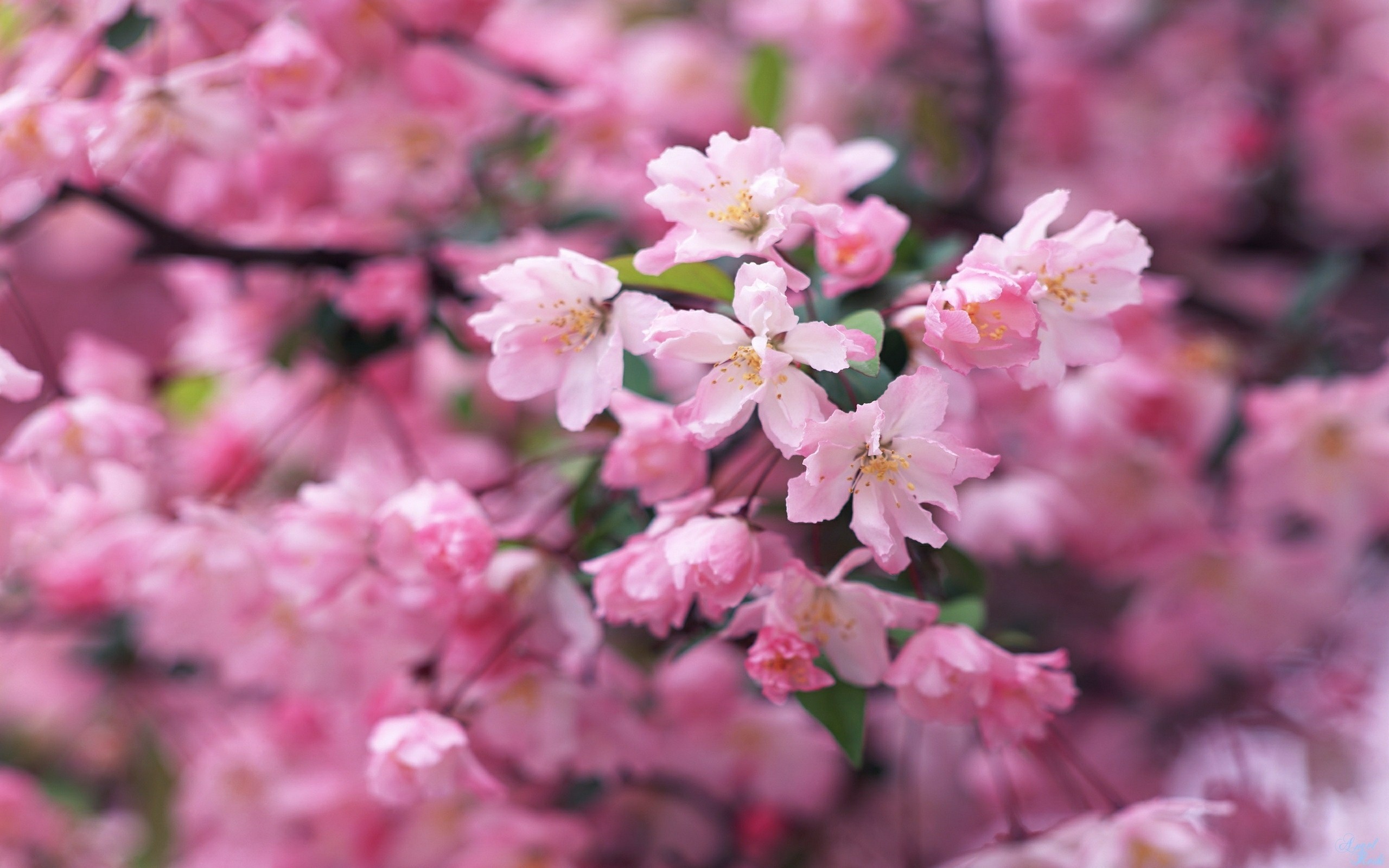 Download mobile wallpaper Flowers, Earth, Blossom for free.