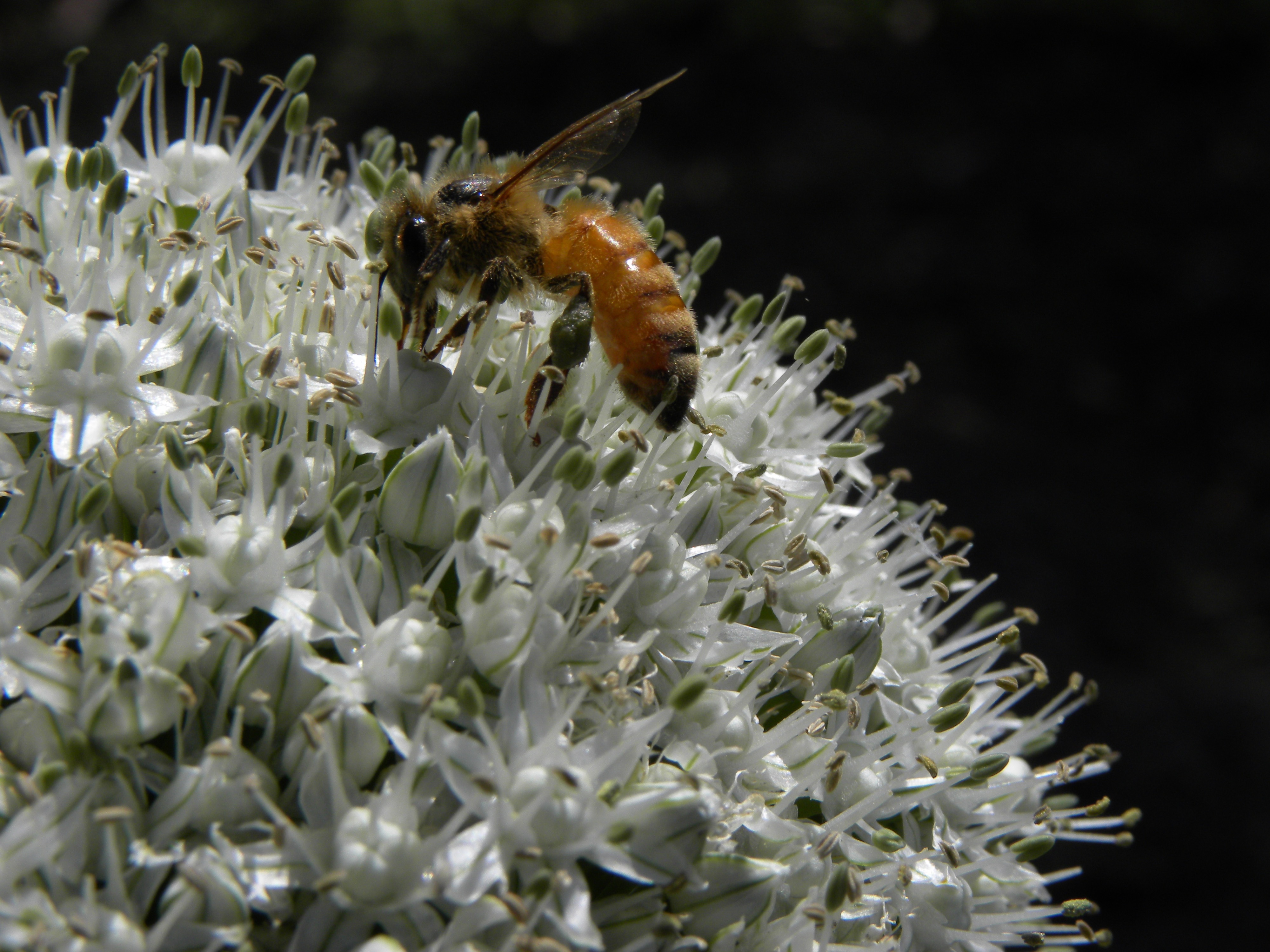 127149 скачать обои цветок, макро, пчела, опыление, allium - заставки и картинки бесплатно