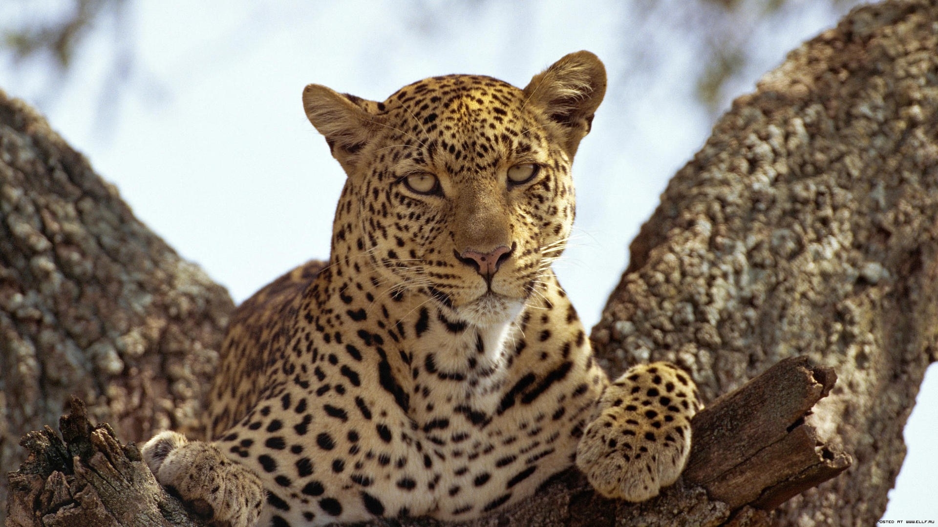 28296 descargar fondo de pantalla leopardos, animales, naranja: protectores de pantalla e imágenes gratis