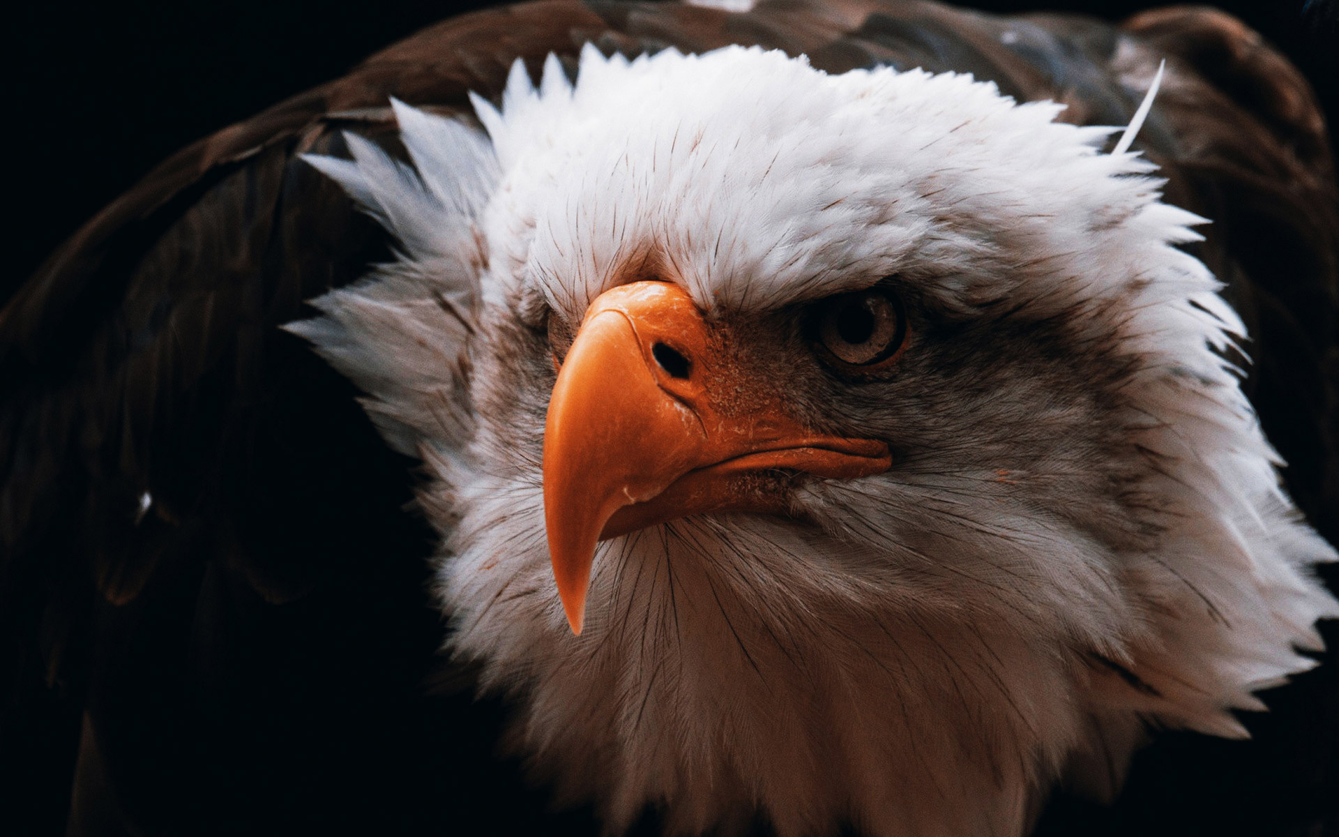 Baixar papel de parede para celular de Águia De Cabeça Branca, Aves, Animais gratuito.