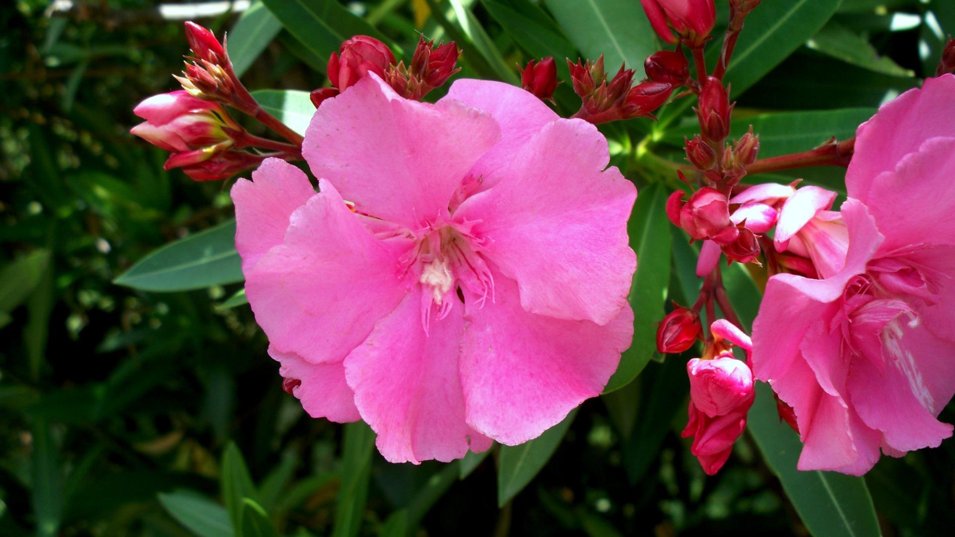 Téléchargez gratuitement l'image Fleurs, Fleur, Terre/nature sur le bureau de votre PC