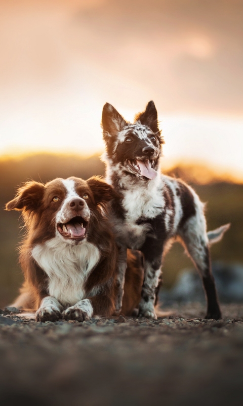 Download mobile wallpaper Dogs, Dog, Animal, Depth Of Field for free.