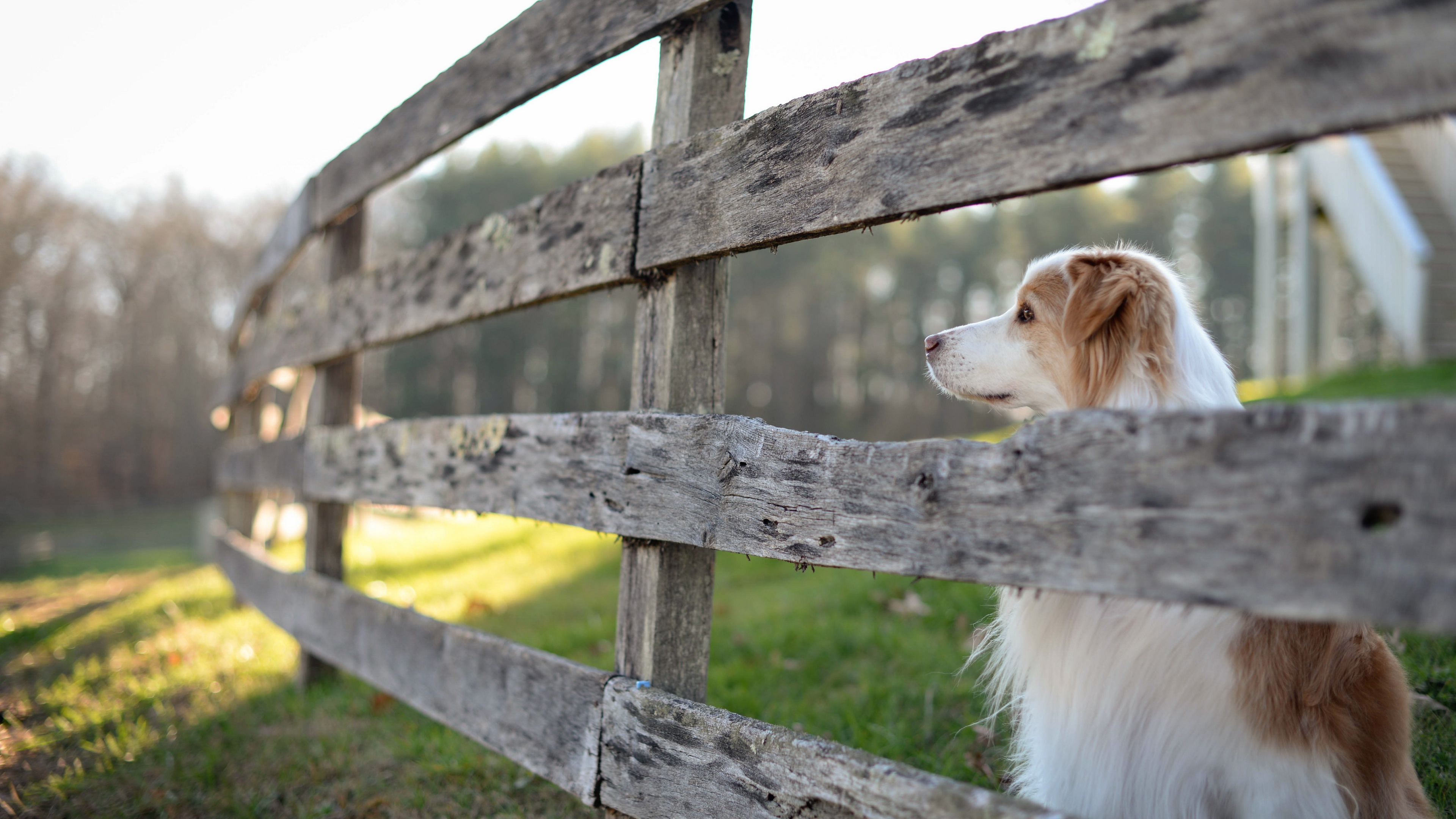 Free download wallpaper Dogs, Dog, Fence, Animal, Border Collie on your PC desktop