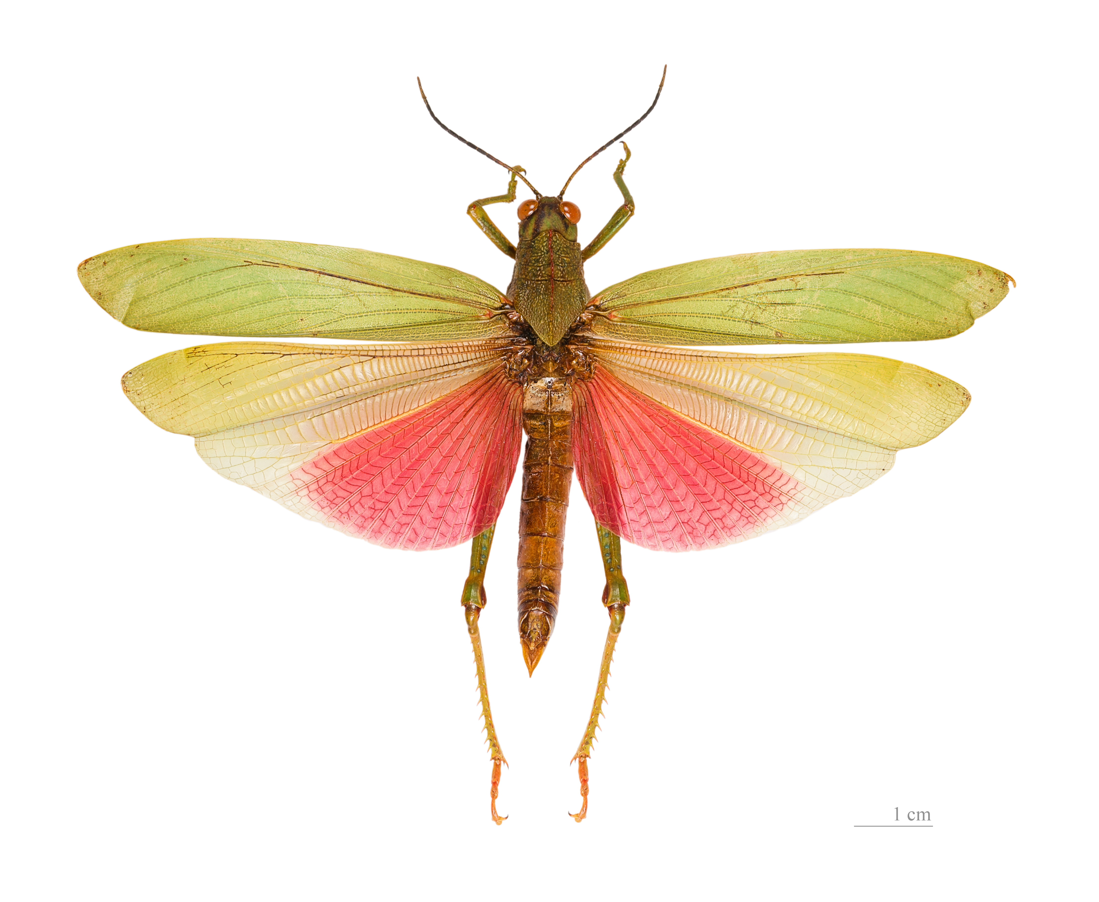 Téléchargez des papiers peints mobile Animaux, Insecte gratuitement.