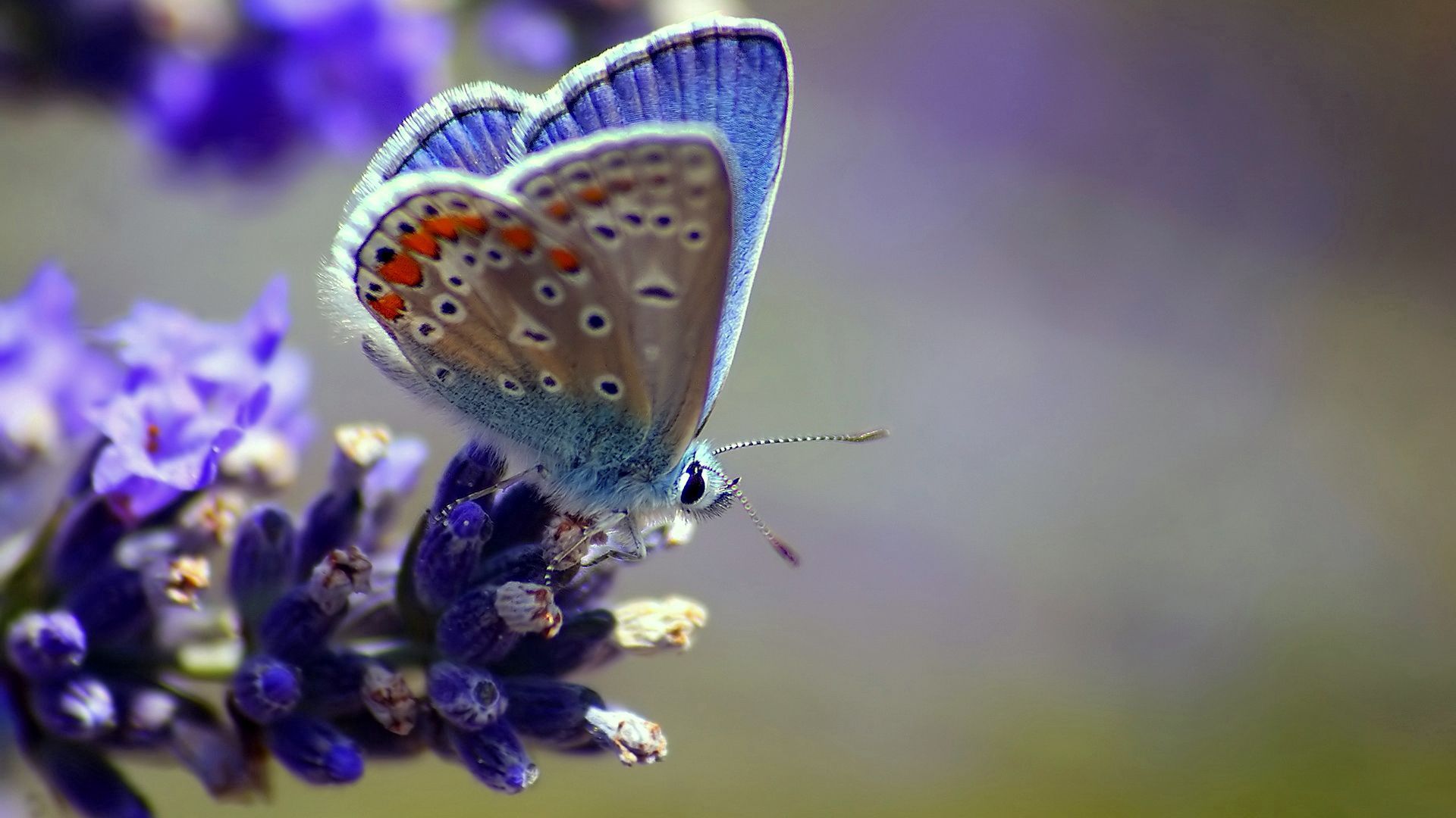 Laden Sie das Patterns, Makro, Flügel, Blume, Schmetterling-Bild kostenlos auf Ihren PC-Desktop herunter