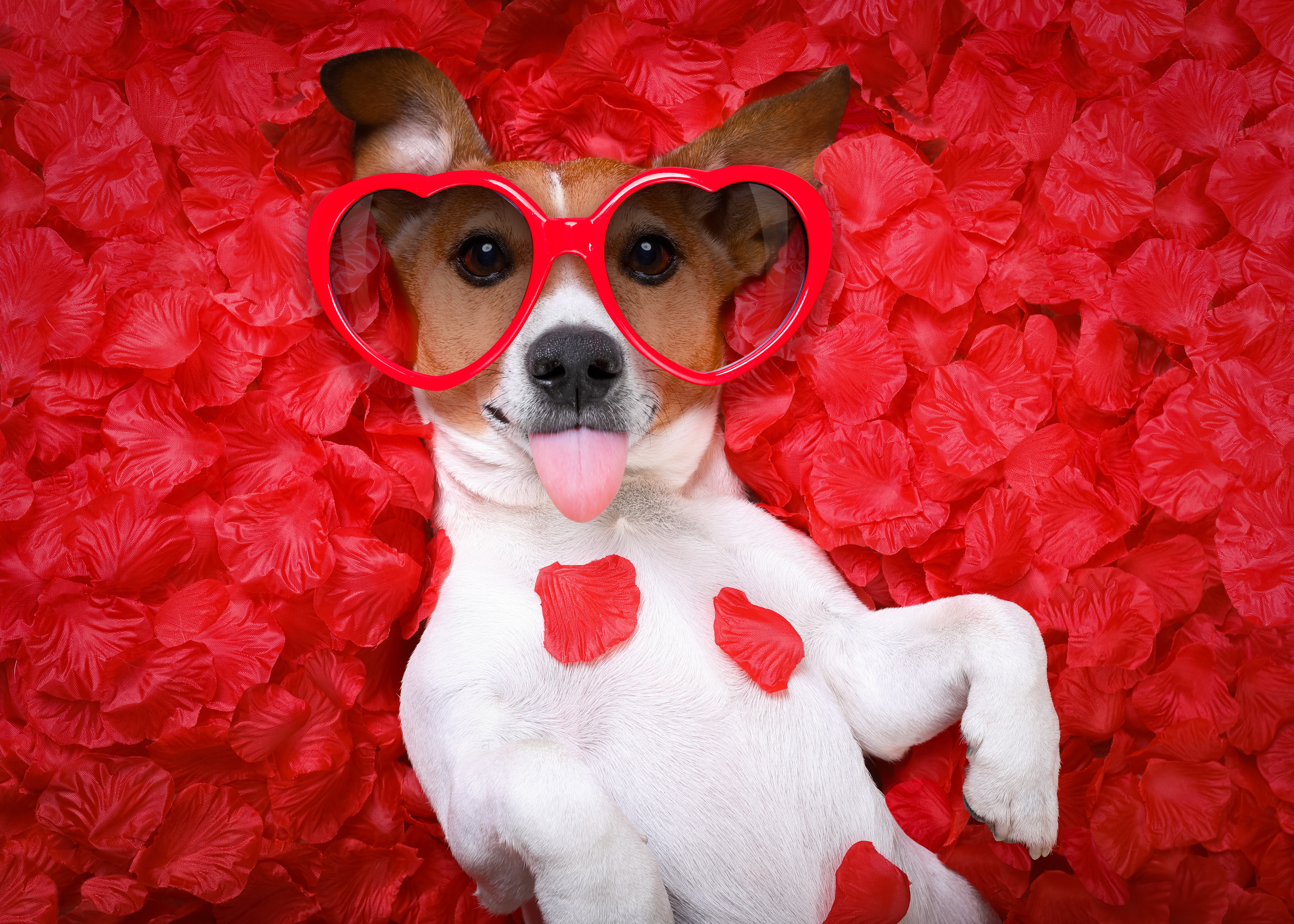 love, animal, jack russell terrier, dog, heart, petal, rose, dogs