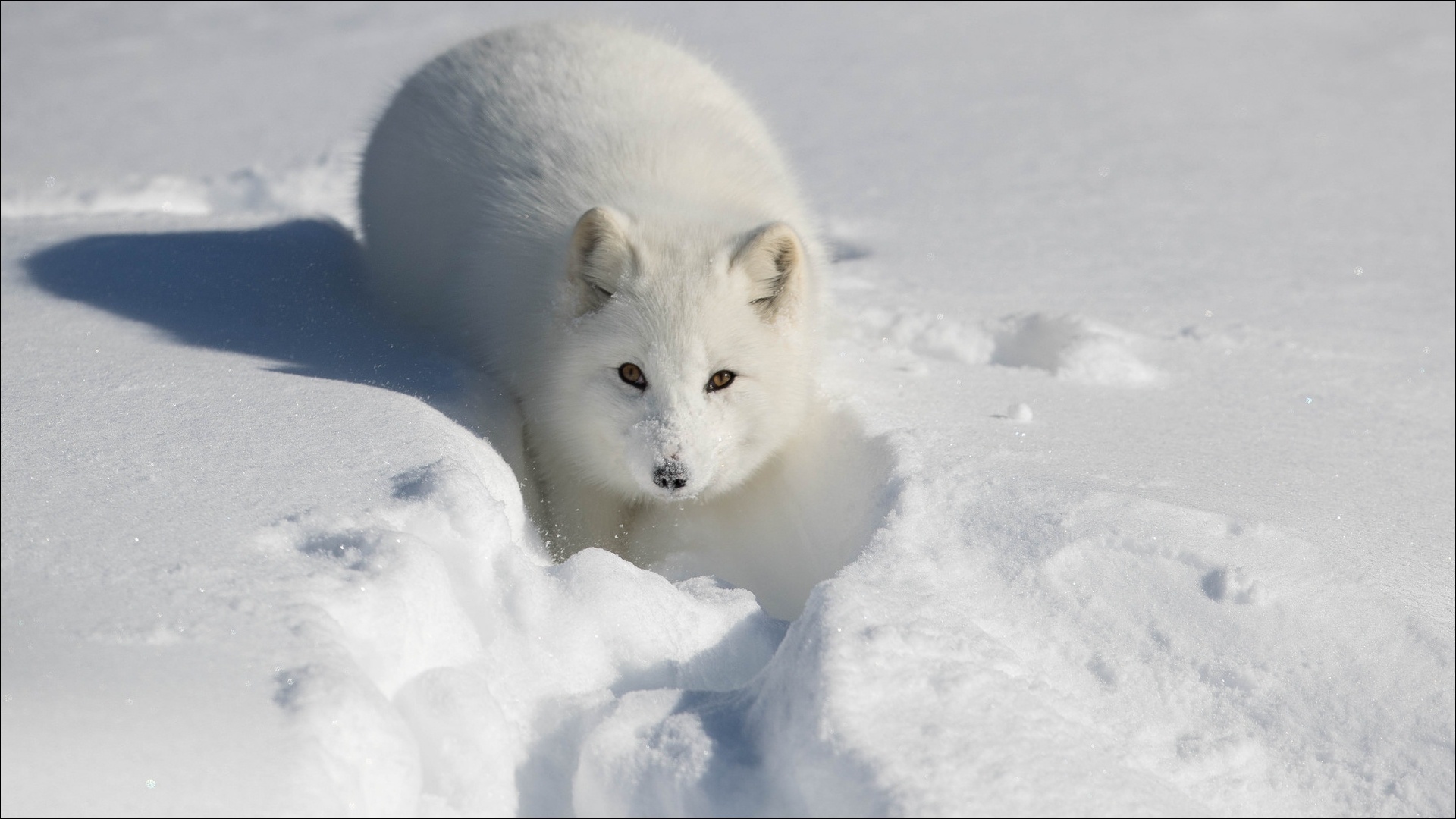 Laden Sie das Tiere, Hunde, Schnee, Fuchs, Polarfuchs-Bild kostenlos auf Ihren PC-Desktop herunter