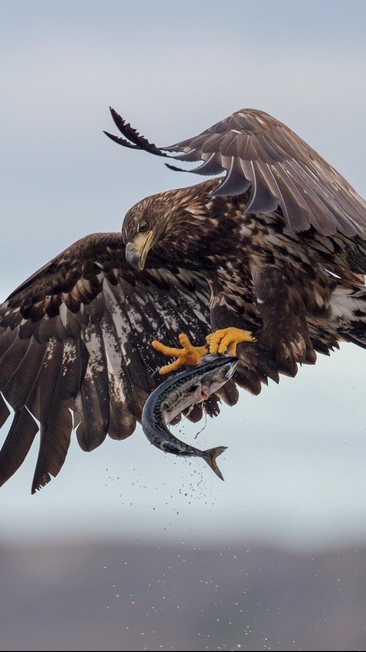 Téléchargez des papiers peints mobile Aigle, Des Oiseaux, Animaux gratuitement.