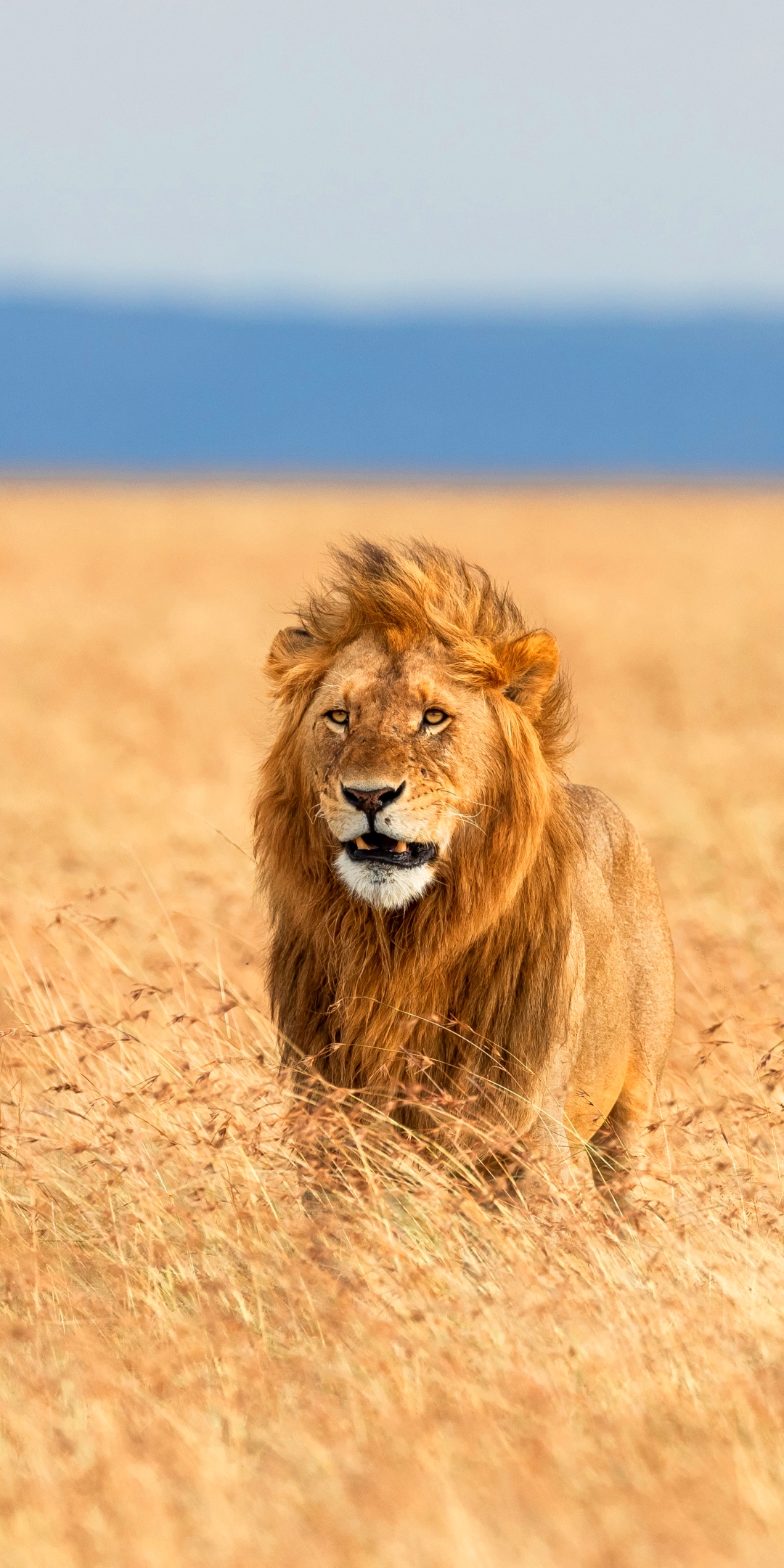 Download mobile wallpaper Cats, Lion, Animal, Depth Of Field for free.