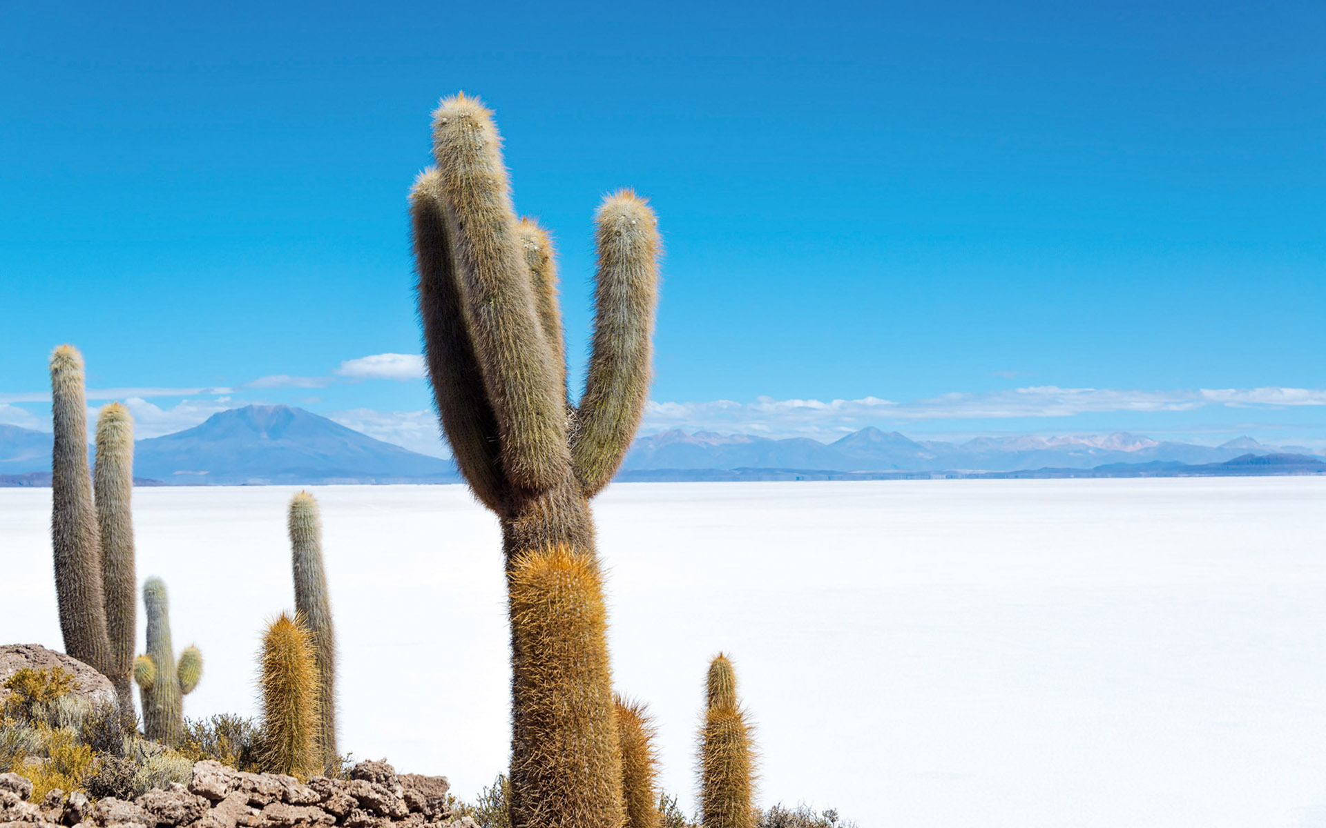 Скачать обои бесплатно Кактус, Боливия, Земля/природа, Соленое Озеро картинка на рабочий стол ПК