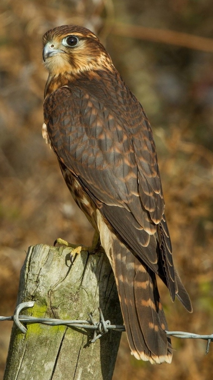 Handy-Wallpaper Tiere, Vögel, Falke, Zaun kostenlos herunterladen.