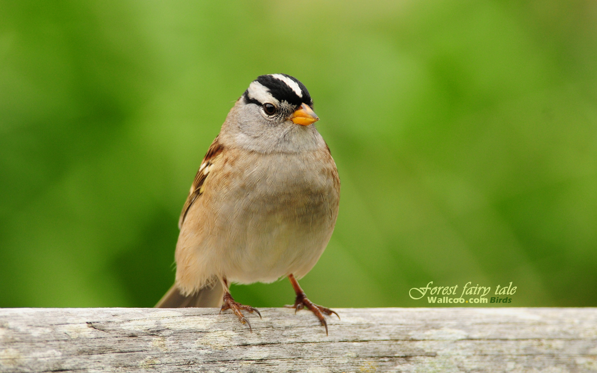 Download mobile wallpaper Birds, Bird, Sparrow, Animal, White Crowned Sparrow for free.