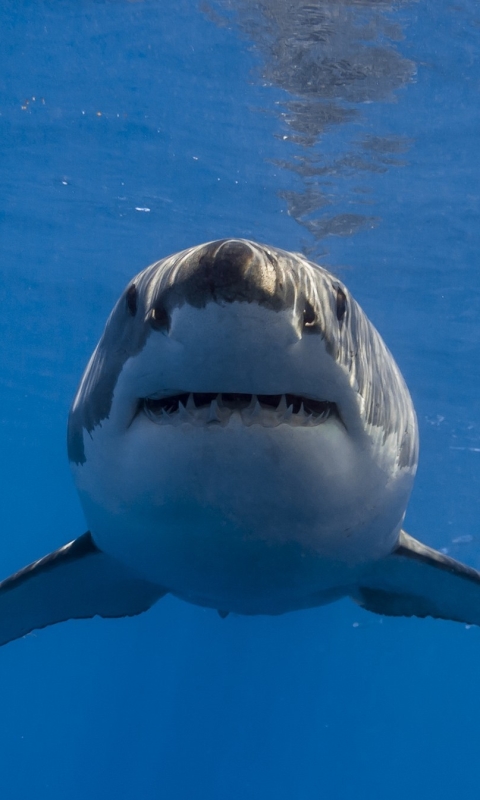 Descarga gratuita de fondo de pantalla para móvil de Animales, Tiburones, Tiburón.