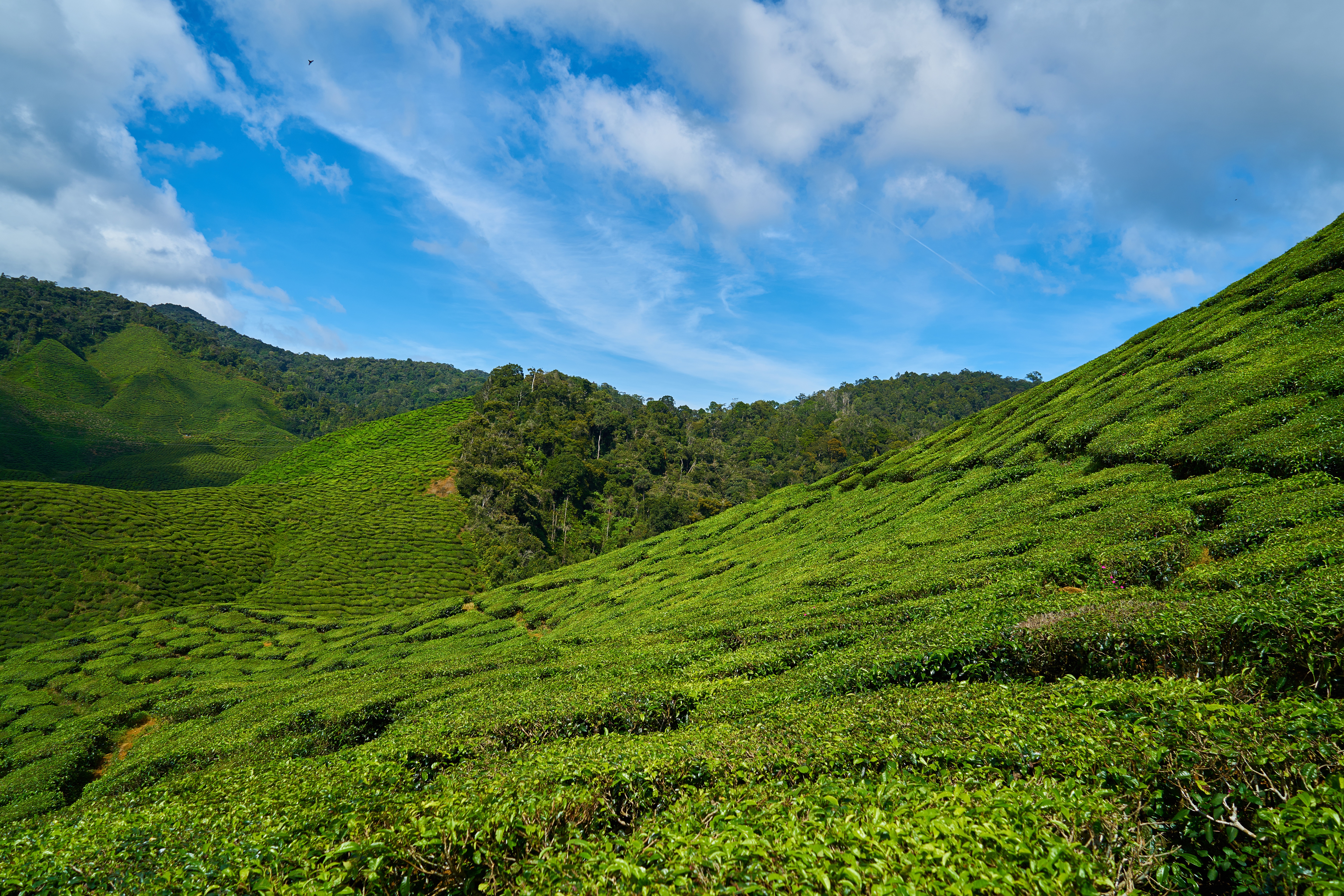 Скачать картинку Малайзия, Чайные Плантации, Небо, Природа в телефон бесплатно.