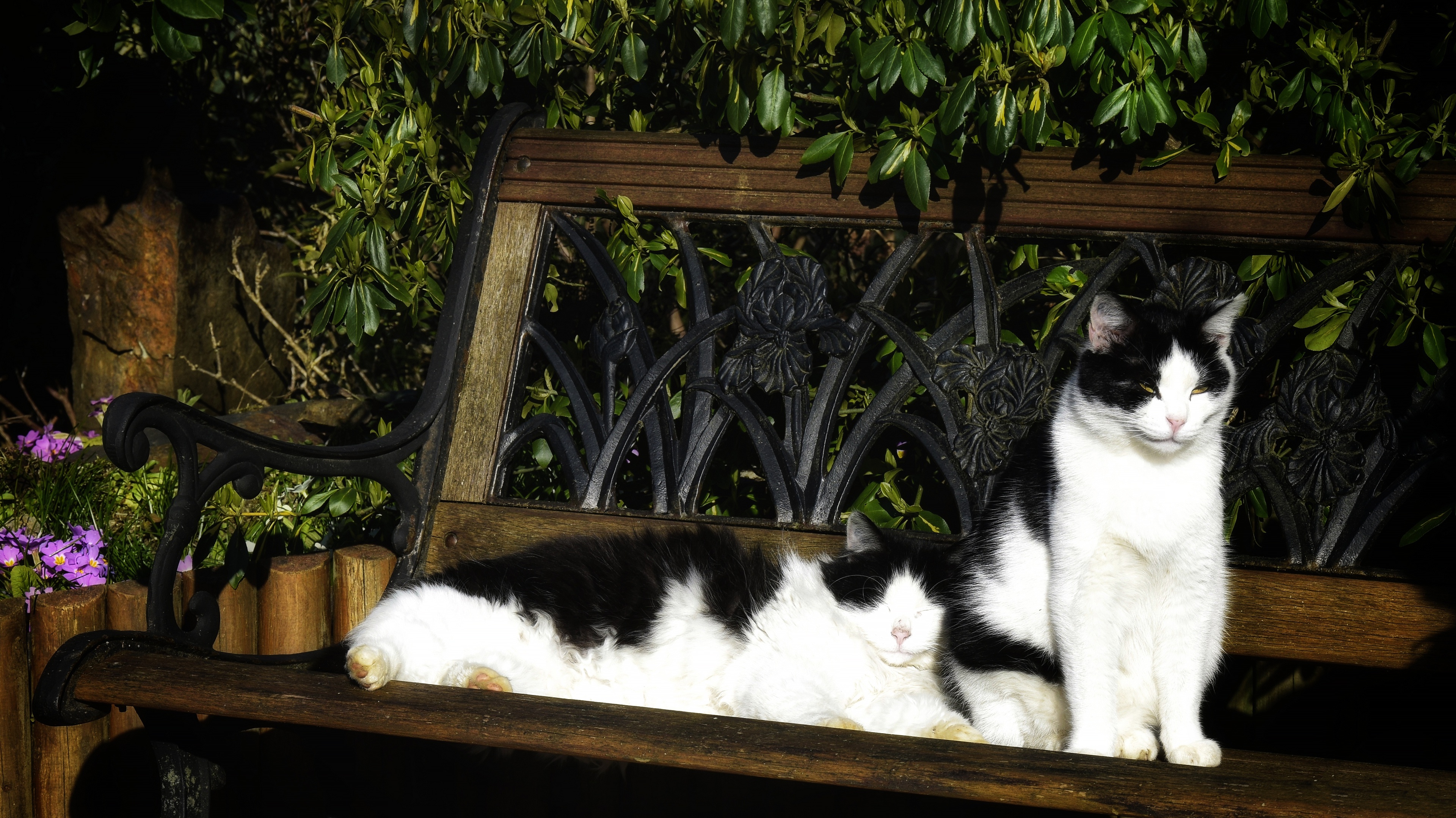 Baixe gratuitamente a imagem Animais, Gatos, Gato na área de trabalho do seu PC