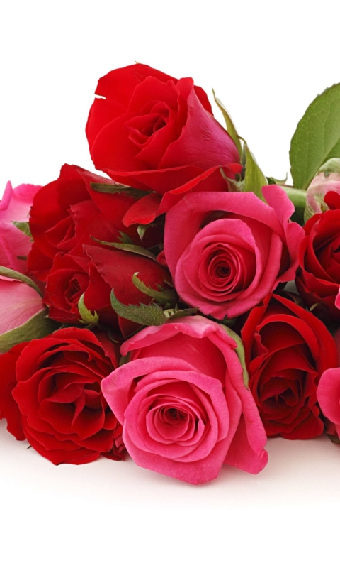 Download mobile wallpaper Flowers, Flower, Rose, Close Up, Earth, Red Flower, Pink Flower for free.