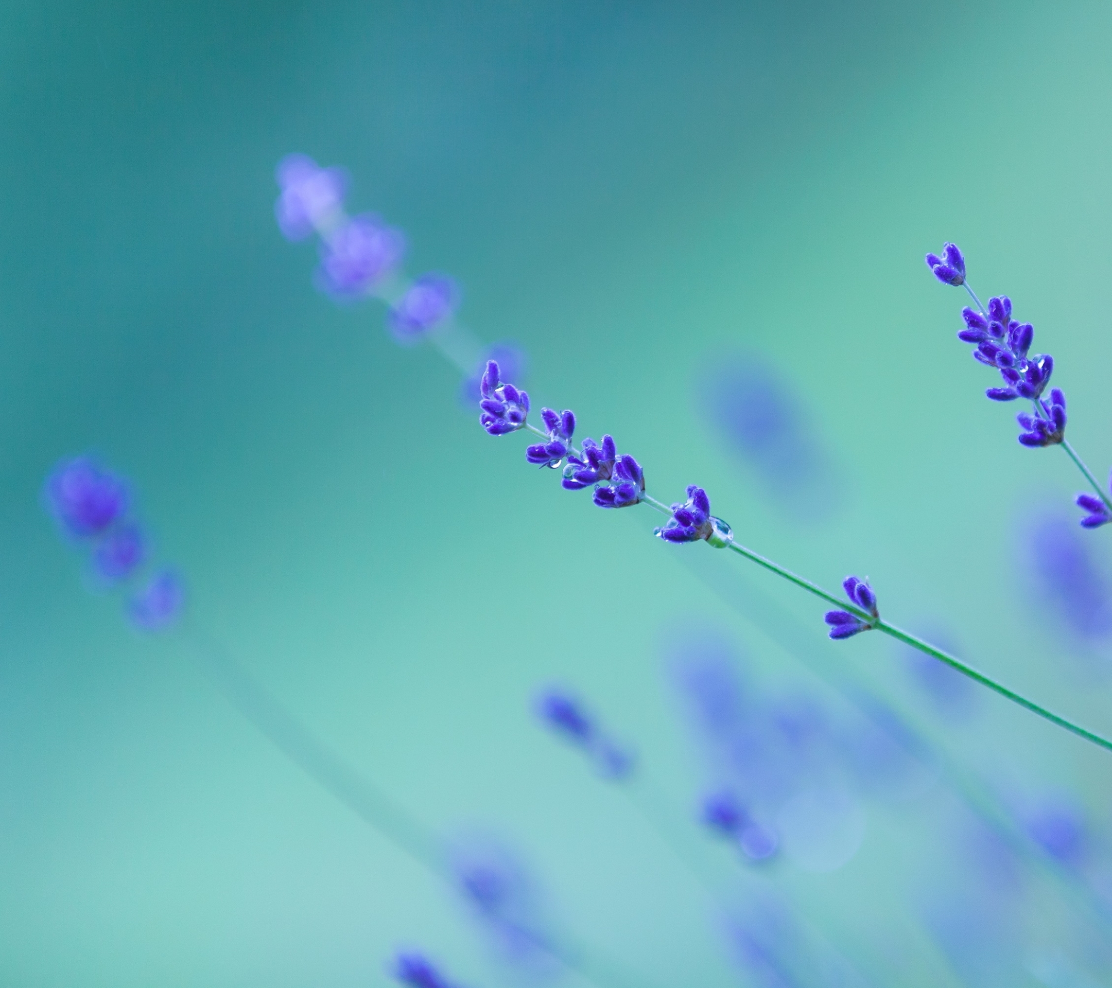 Handy-Wallpaper Blumen, Lavendel, Erde/natur kostenlos herunterladen.
