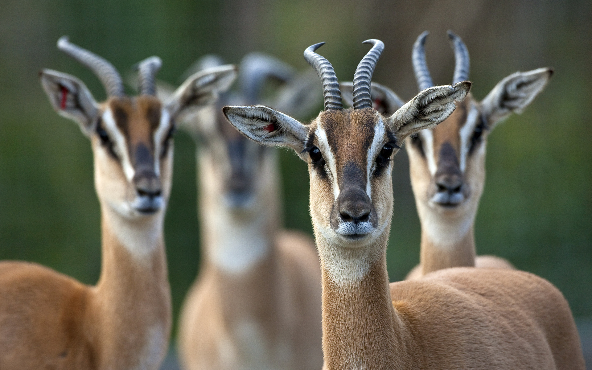 587004 baixar imagens animais, antílope, gazela de soemmerring - papéis de parede e protetores de tela gratuitamente