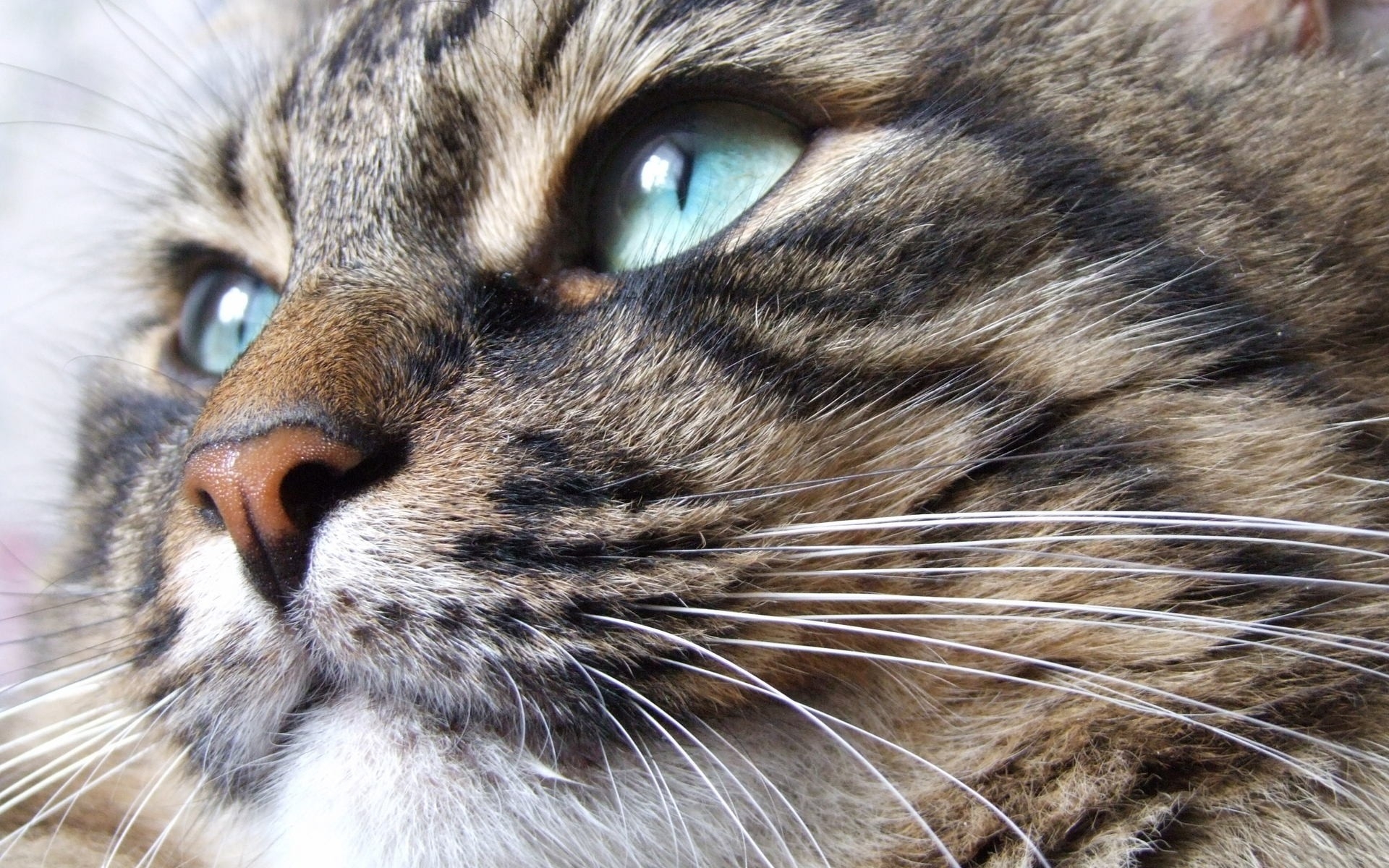 Baixar papel de parede para celular de Animais, Gatos, Gato, Olhos Azuis gratuito.