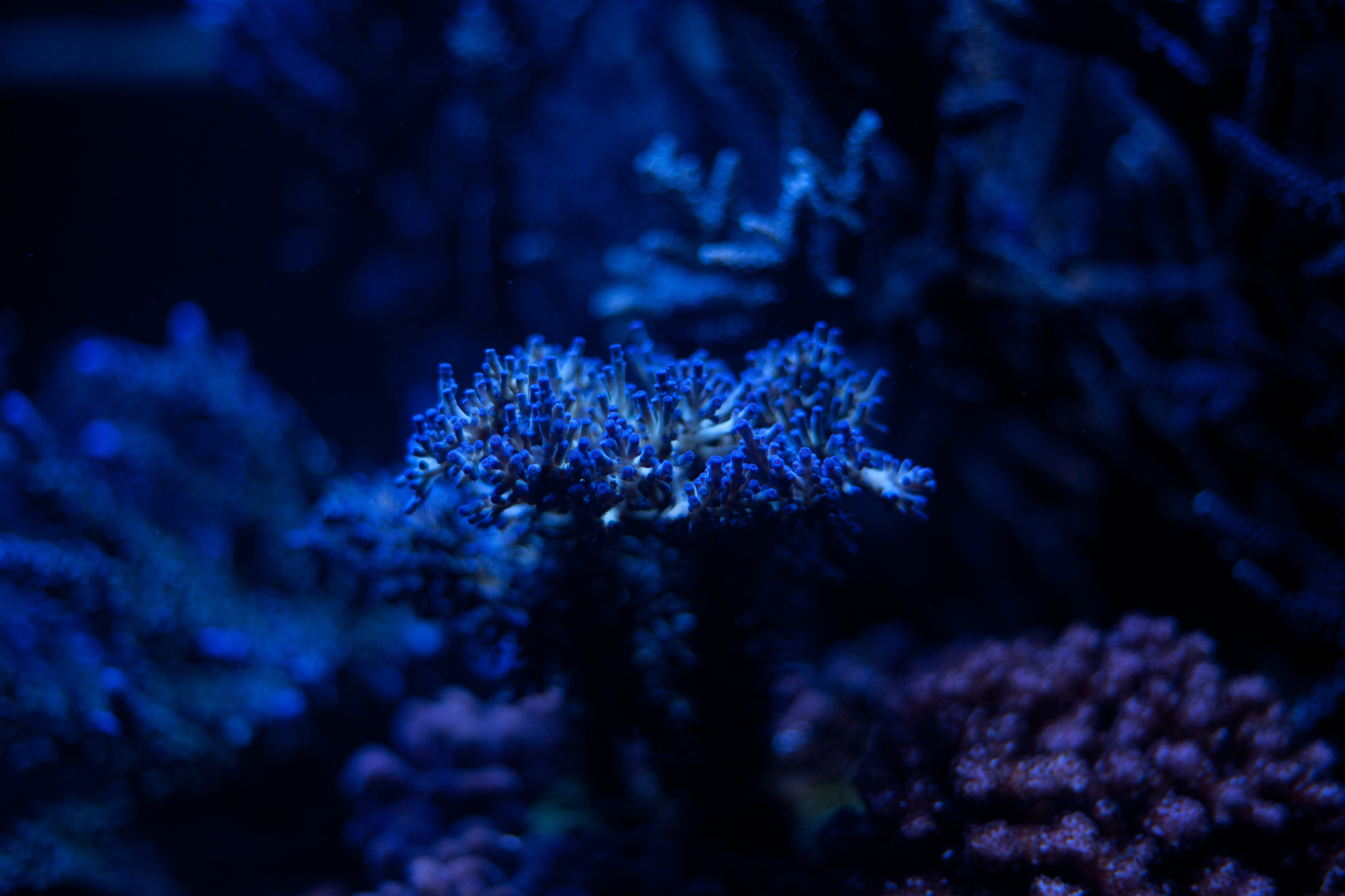 android depth, submarine, blue, plant, macro, seaweed, algae, underwater