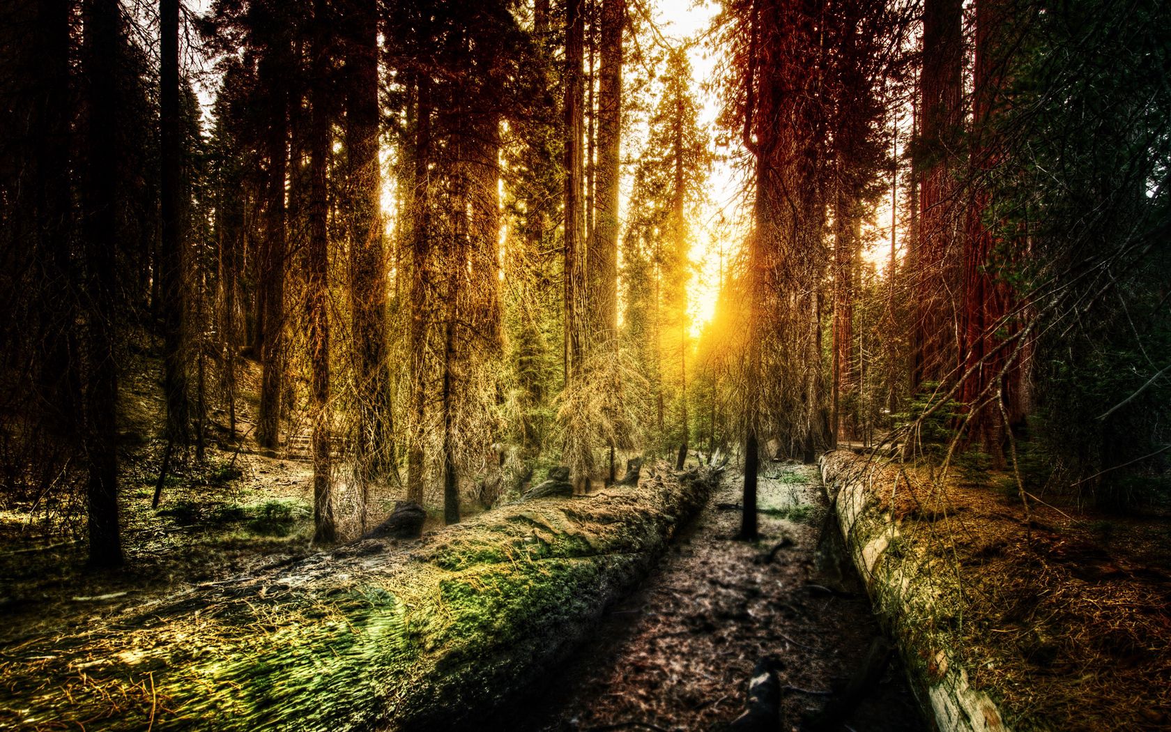 Laden Sie das Natur, Sun, Scheinen, Licht, Morgen, Kalifornien, Wald-Bild kostenlos auf Ihren PC-Desktop herunter