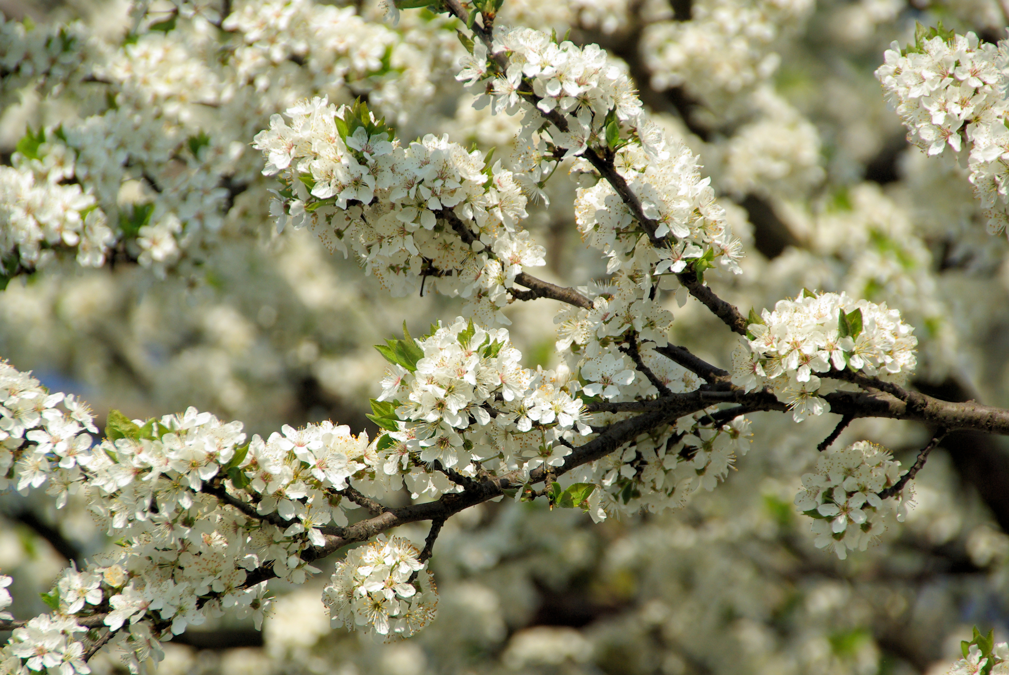 Download mobile wallpaper Blossom, Flowers, Earth for free.