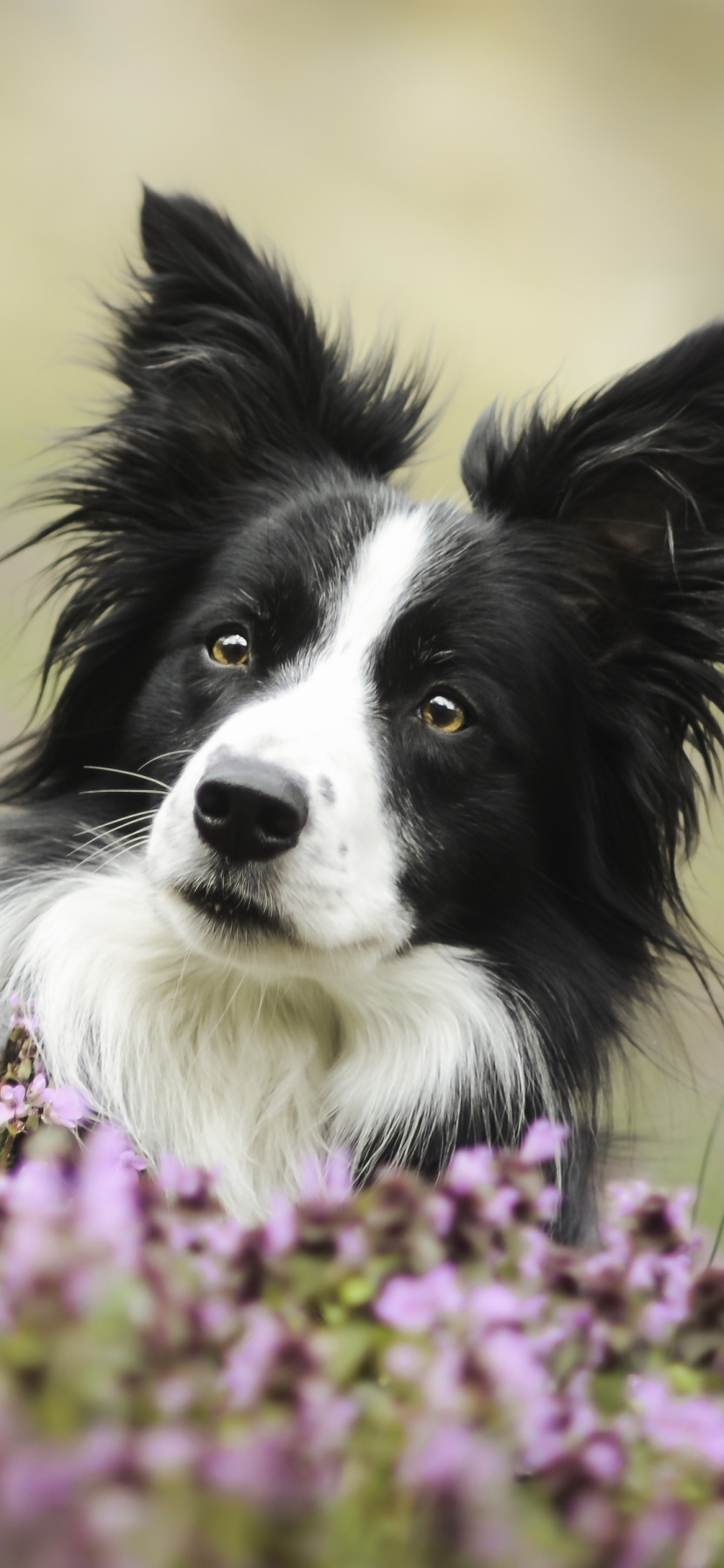 Handy-Wallpaper Tiere, Hunde, Blume, Hund, Border Collie kostenlos herunterladen.