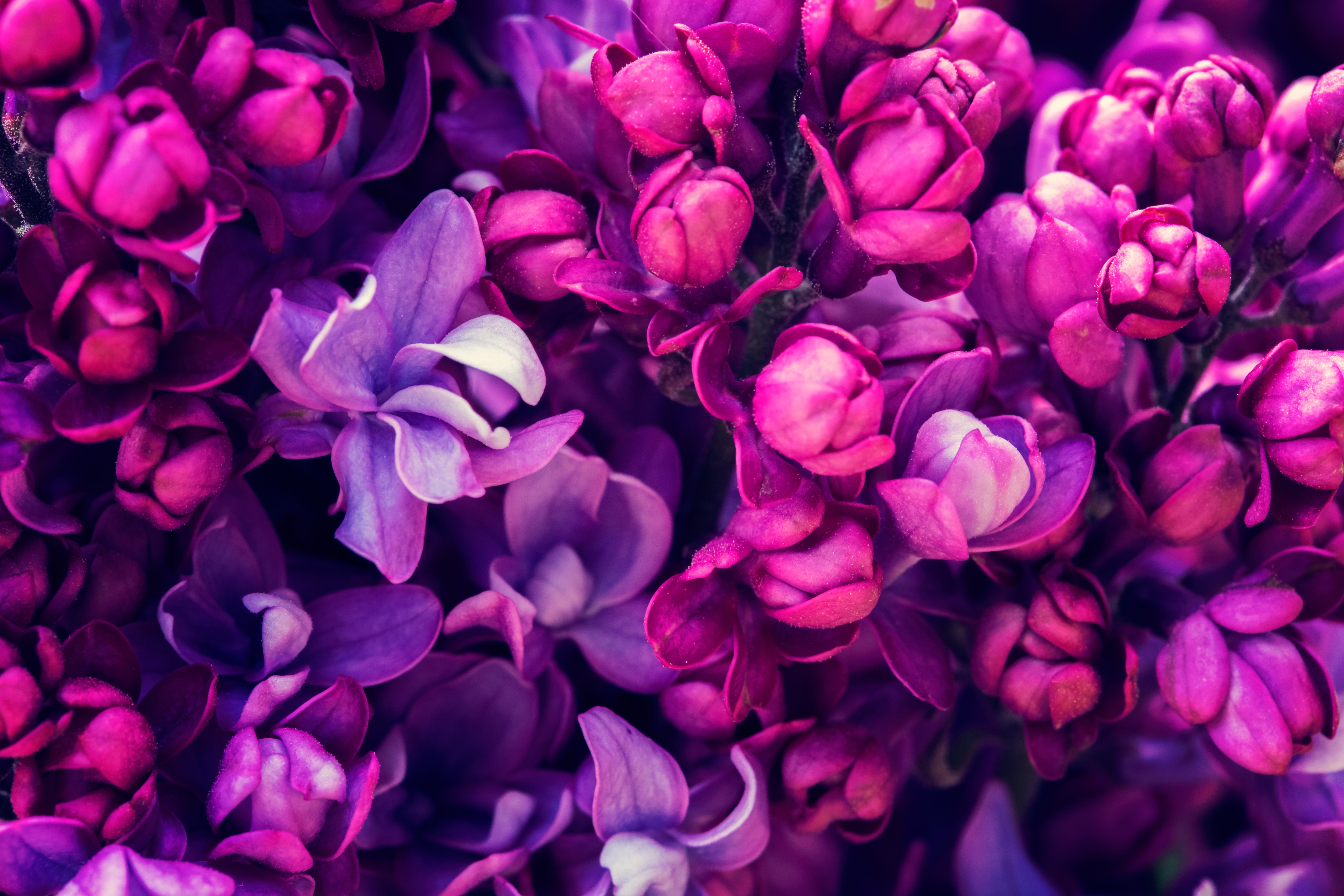 Free download wallpaper Flowers, Lilac, Flower, Close Up, Earth, Blossom, Purple Flower on your PC desktop
