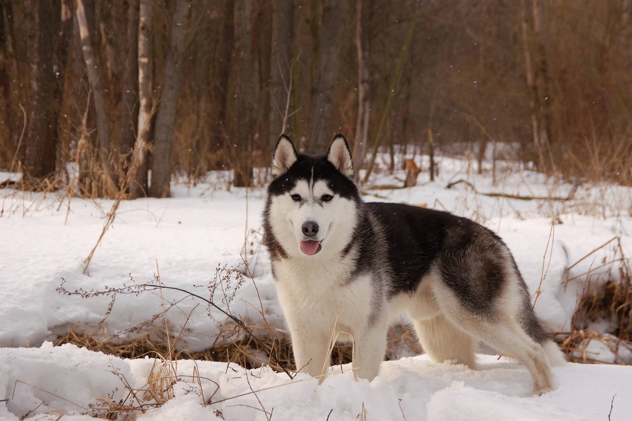 Free download wallpaper Winter, Dogs, Snow, Dog, Animal, Husky on your PC desktop
