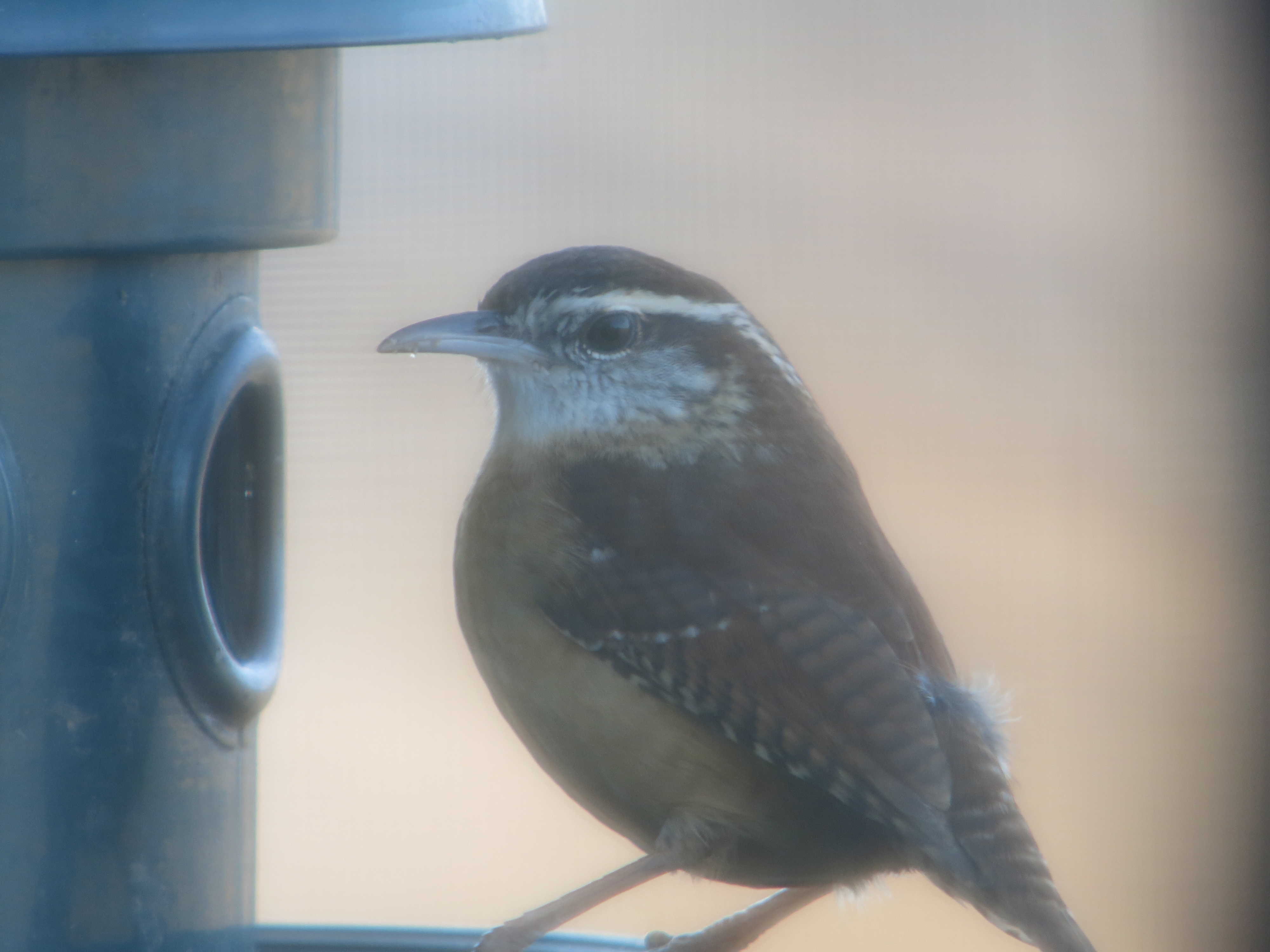 Téléchargez gratuitement l'image Animaux, Oiseau, Des Oiseaux sur le bureau de votre PC