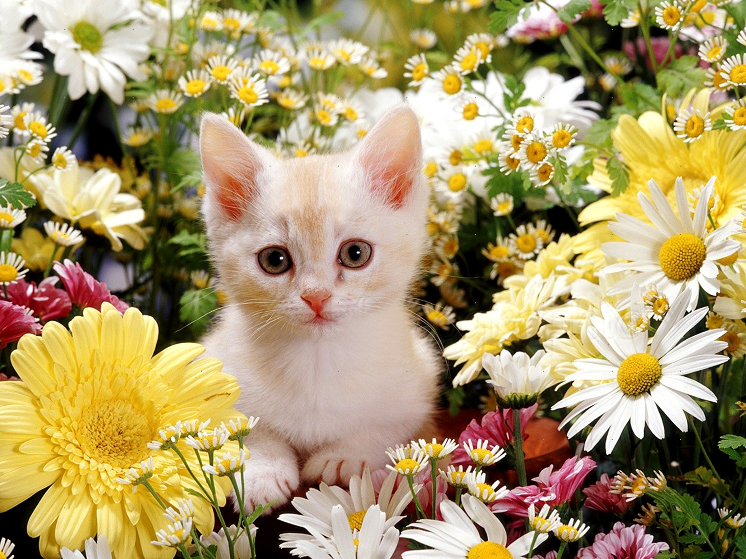 Download mobile wallpaper Cats, Cat, Animal for free.