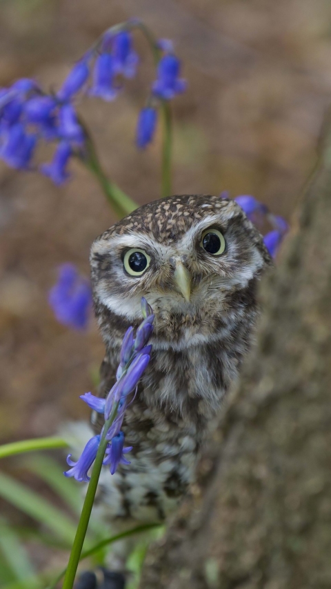 Descarga gratuita de fondo de pantalla para móvil de Animales, Búho, Aves.