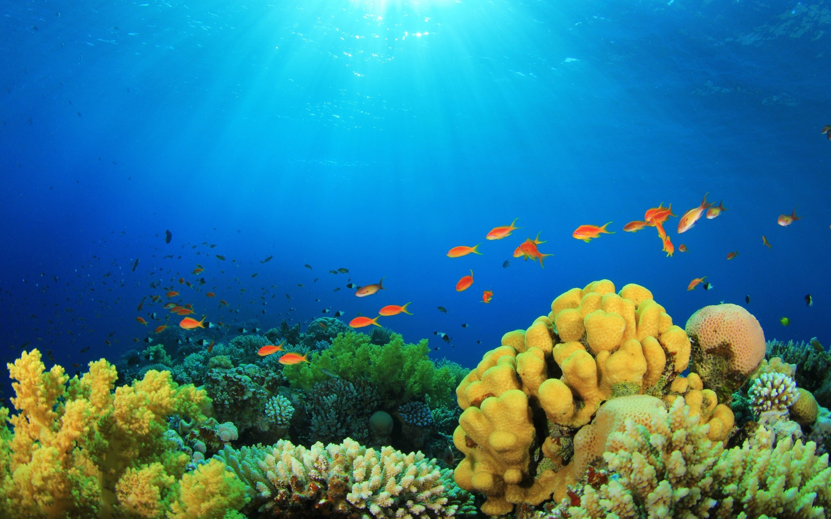 349098 завантажити картинку кораловий, тварина, риба, сонячний промінь, під водою, риби - шпалери і заставки безкоштовно