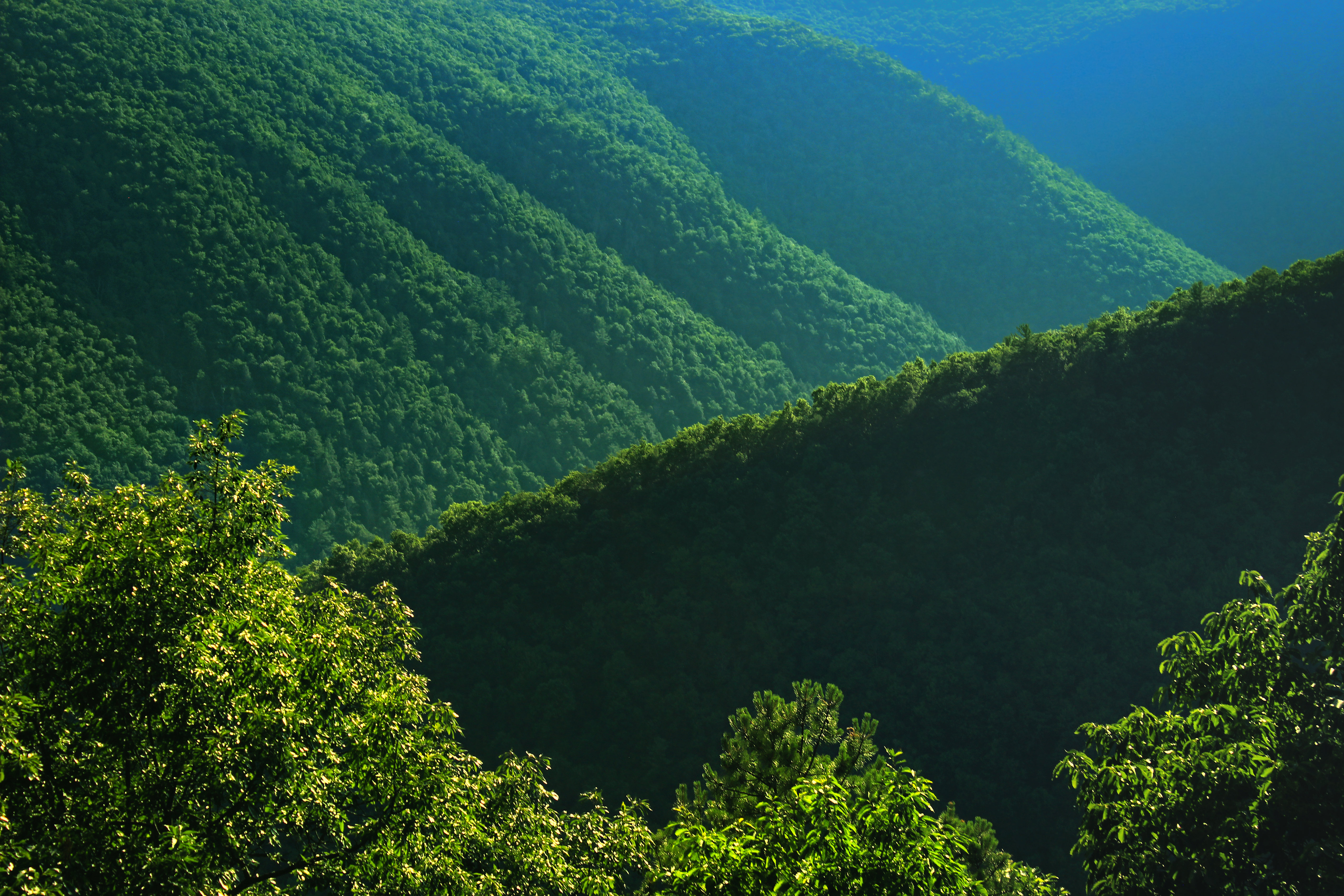 Laden Sie das Bäume, Bush, Hügel, Die Hügel, Steigung, Natur-Bild kostenlos auf Ihren PC-Desktop herunter