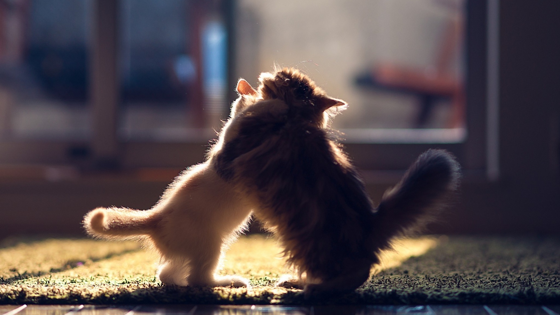 Baixe gratuitamente a imagem Animais, Gato na área de trabalho do seu PC