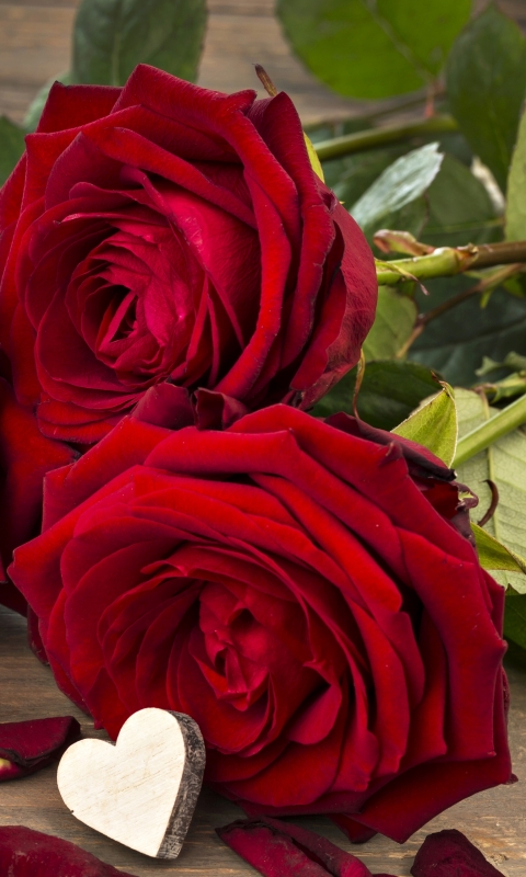 Download mobile wallpaper Flowers, Love, Flower, Rose, Earth, Red Rose, Romantic, Red Flower for free.